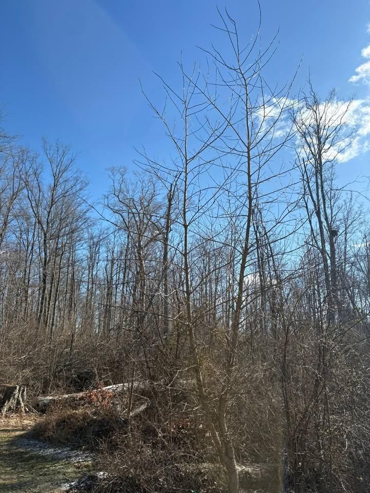  for Dig-It Tree Company in Mason, OH