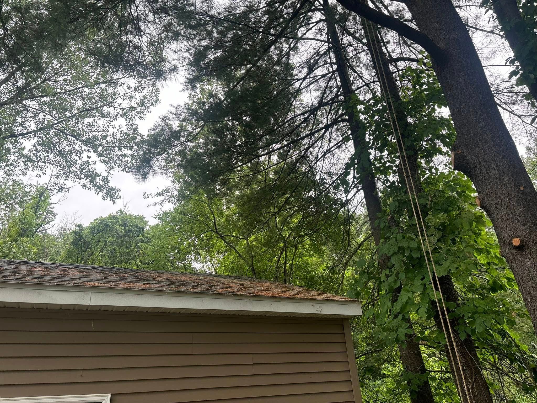  for T's Trees in Albany, NY