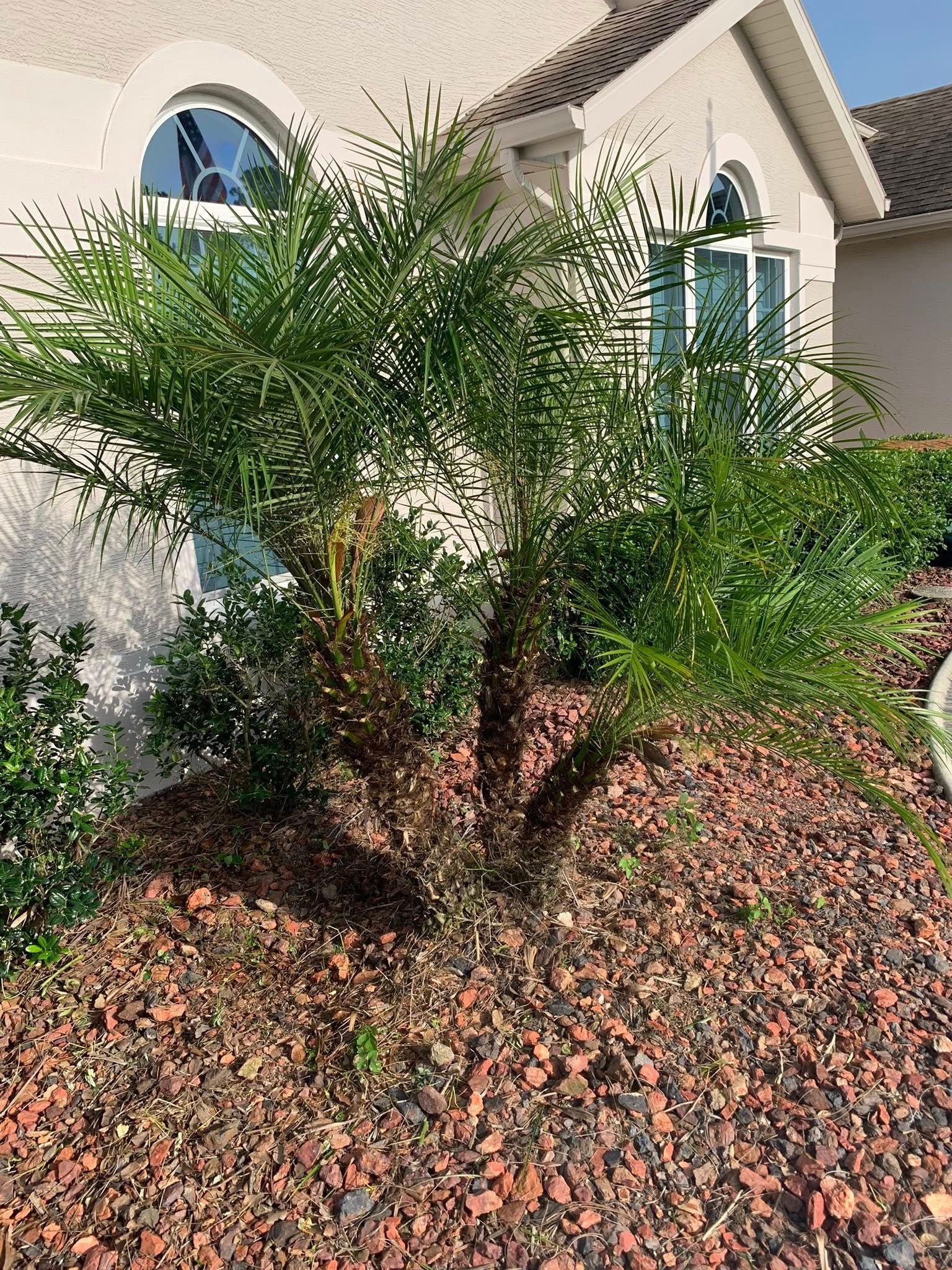  for Mitchell Lawn Service in Odessa, FL