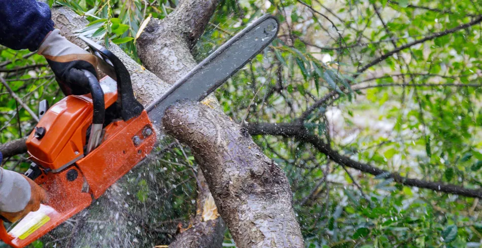Tree Removal for Cassidy Tree Care in Santa Fe, TN