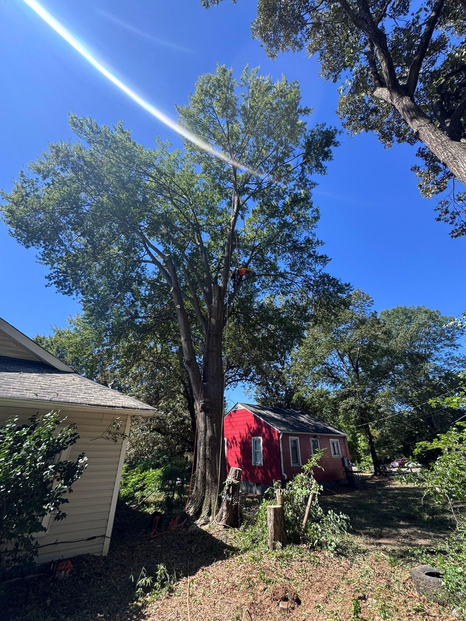 for Diversified Tree Company in Trinity, NC
