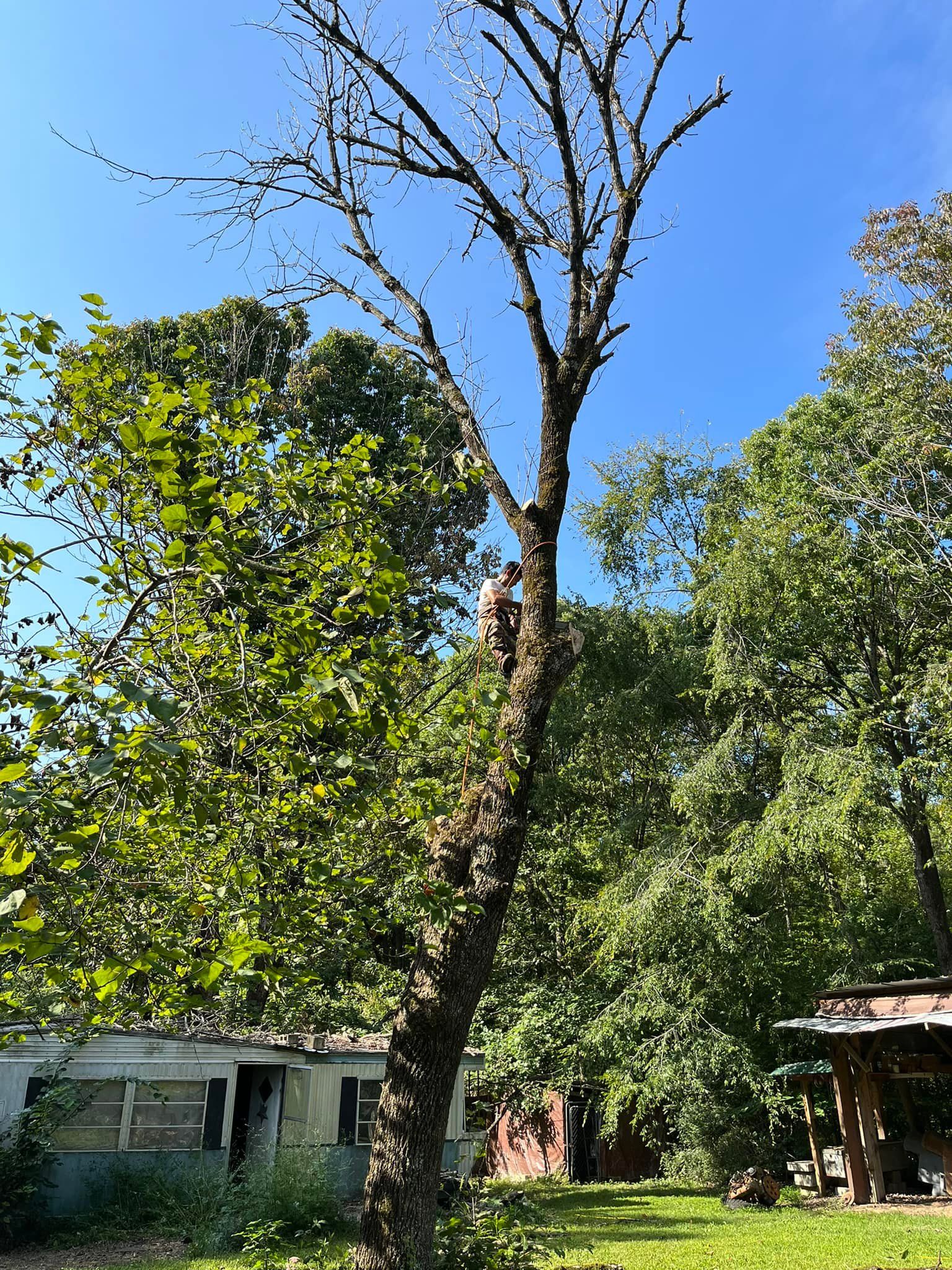  for DW’s Tree Service in Winston-Salem, NC