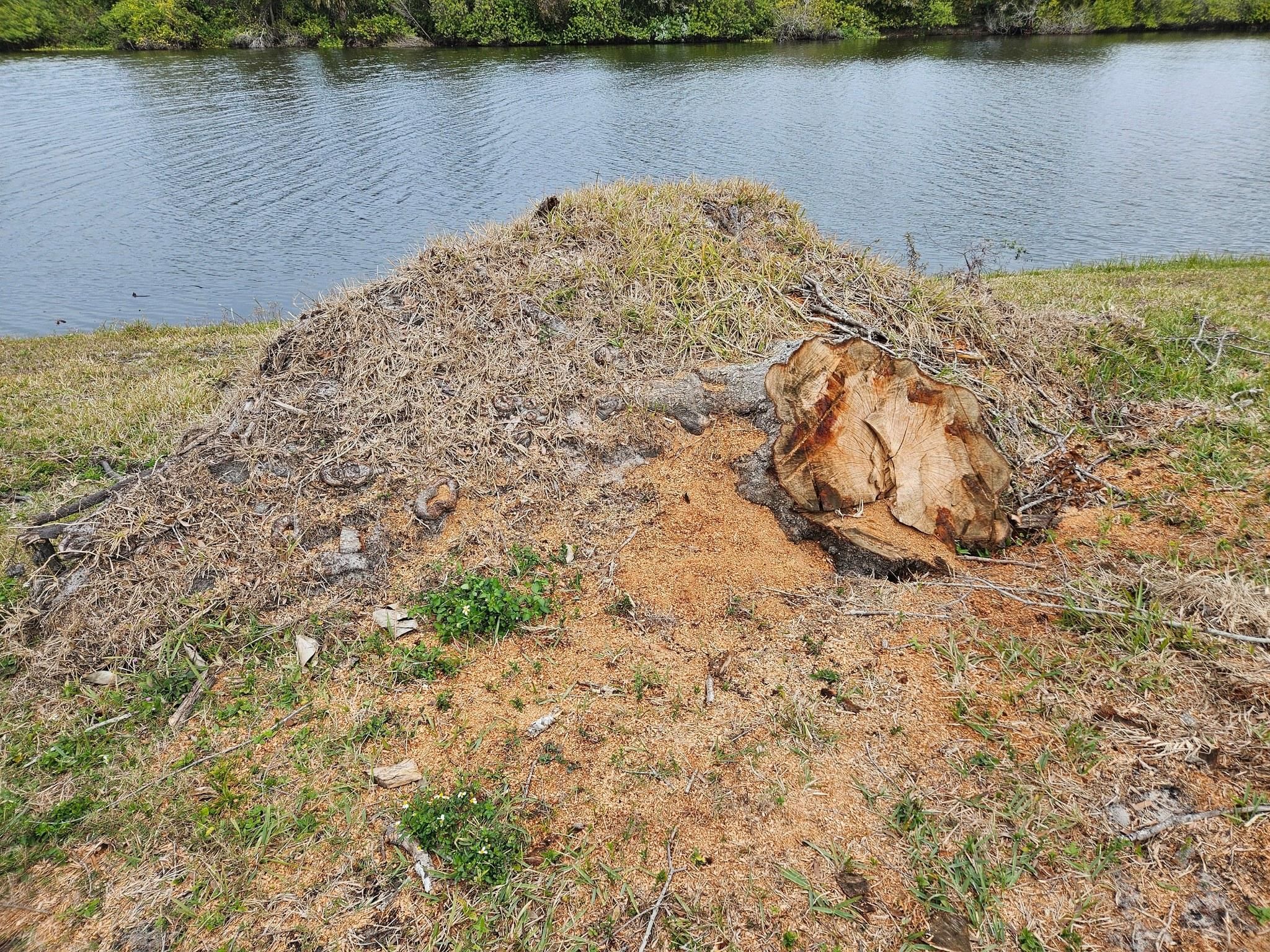 All Photos for Bay Area Bobcat in Riverview, FL