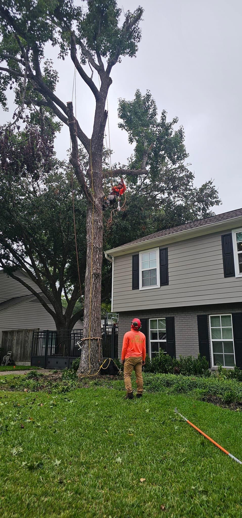  for Servin's Tree Care  in Houston, TX