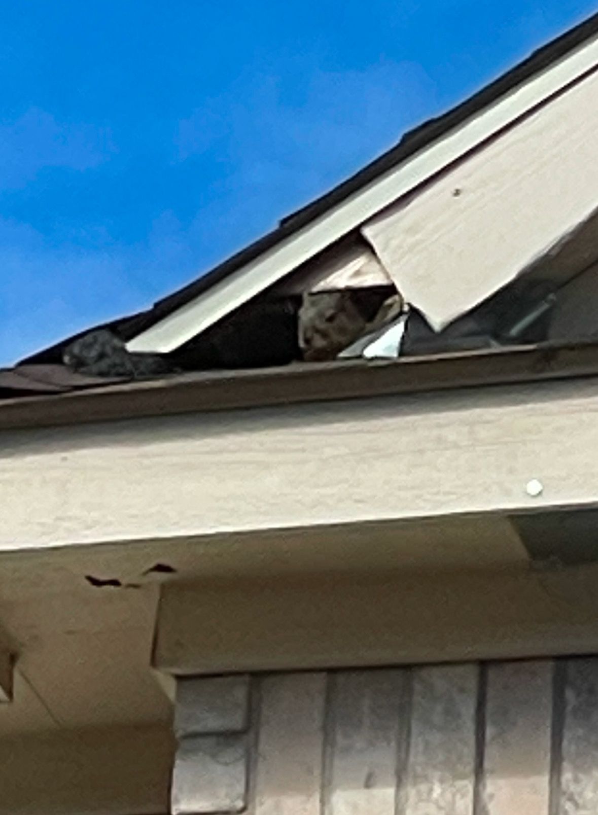 All Photos for The Critter Crew in DFW, TX
