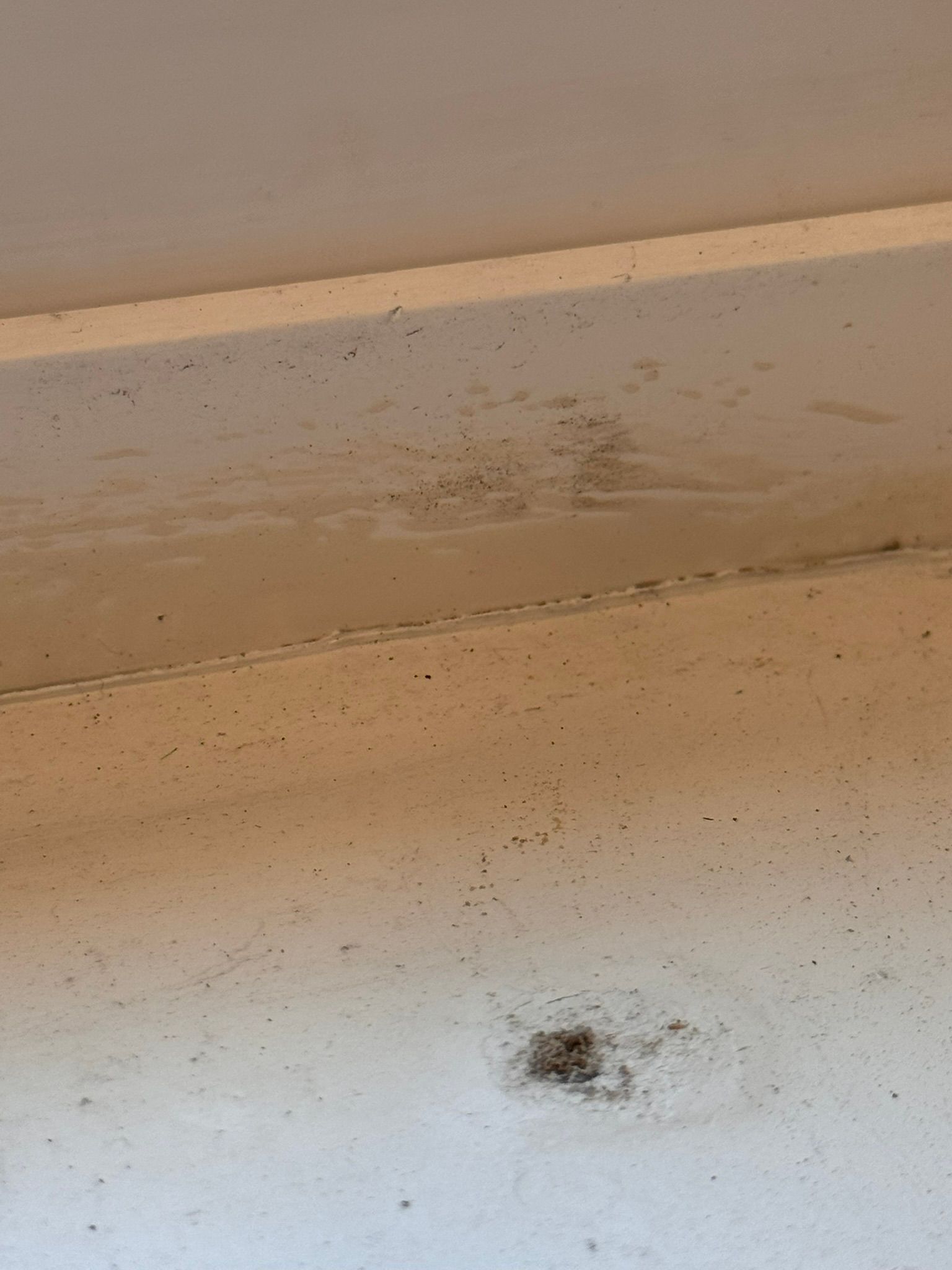  for Tony's Remodeling & Painting in Renton, WA