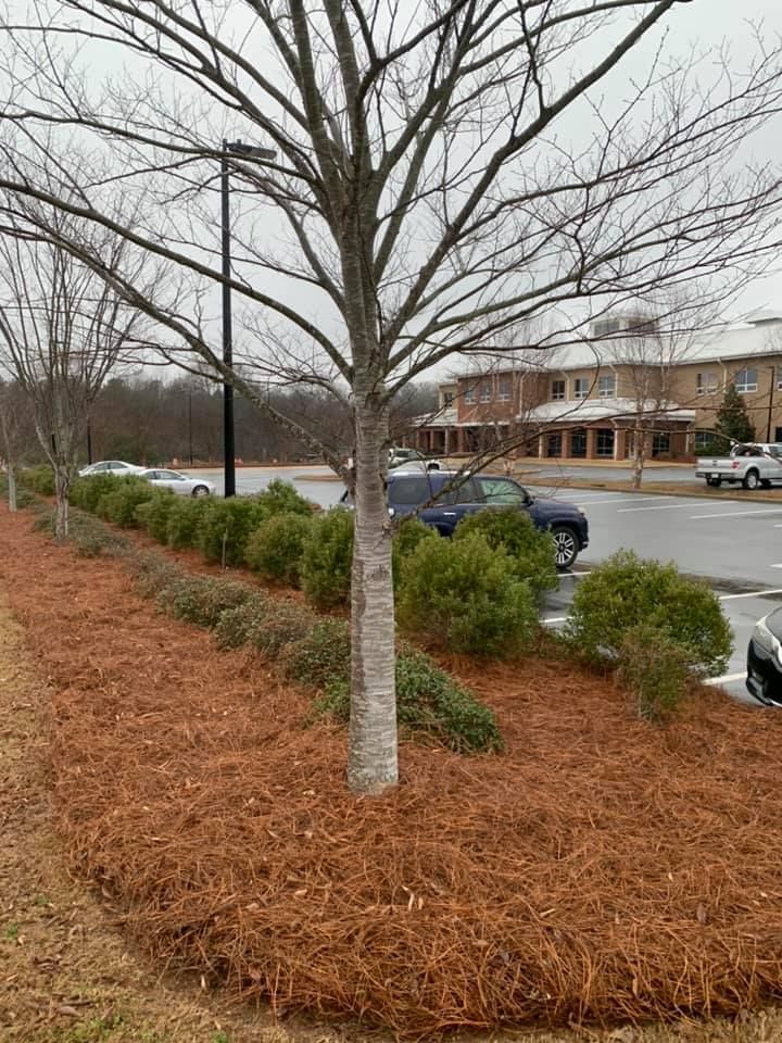  for Pecina Pine Needles in Monroe, NC