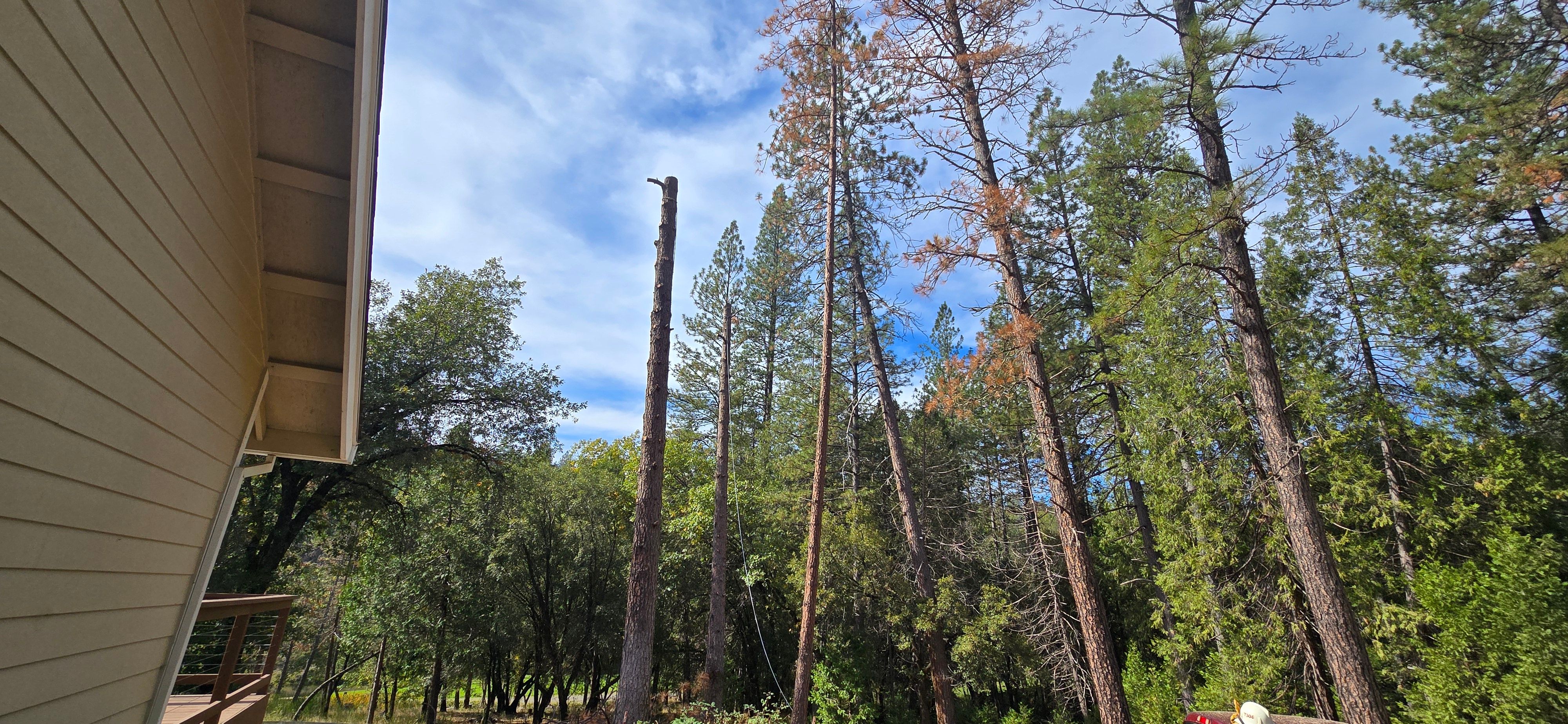  for George Staddan's Professional Tree Care in Placerville, CA
