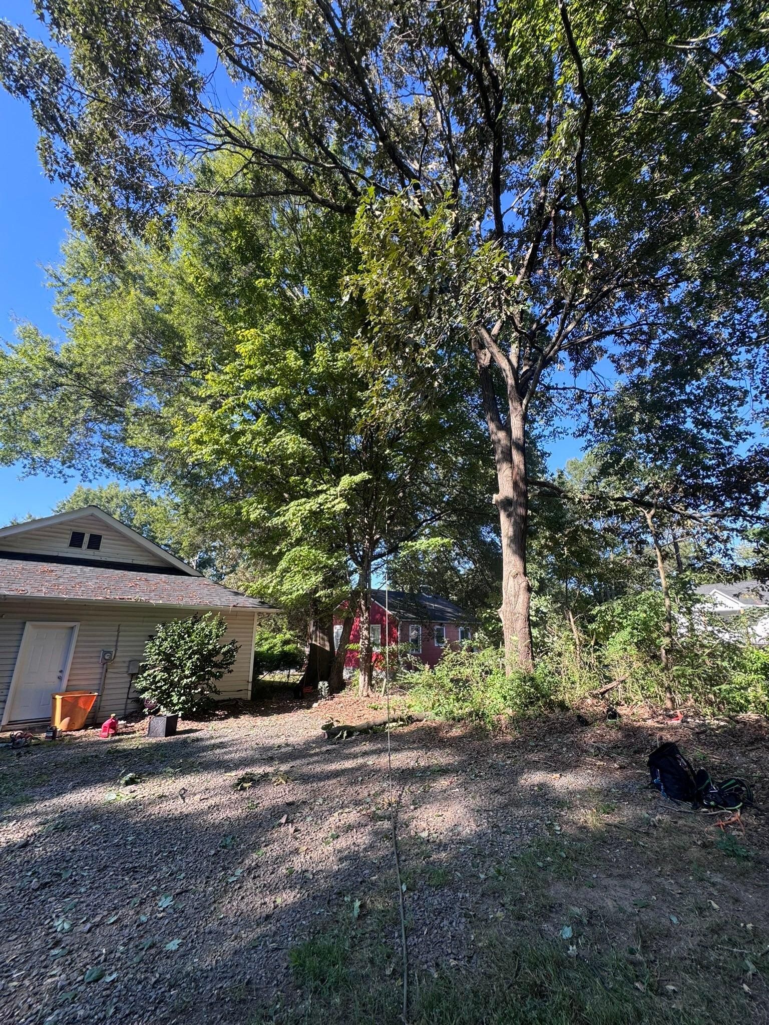  for Diversified Tree Company in Trinity, NC