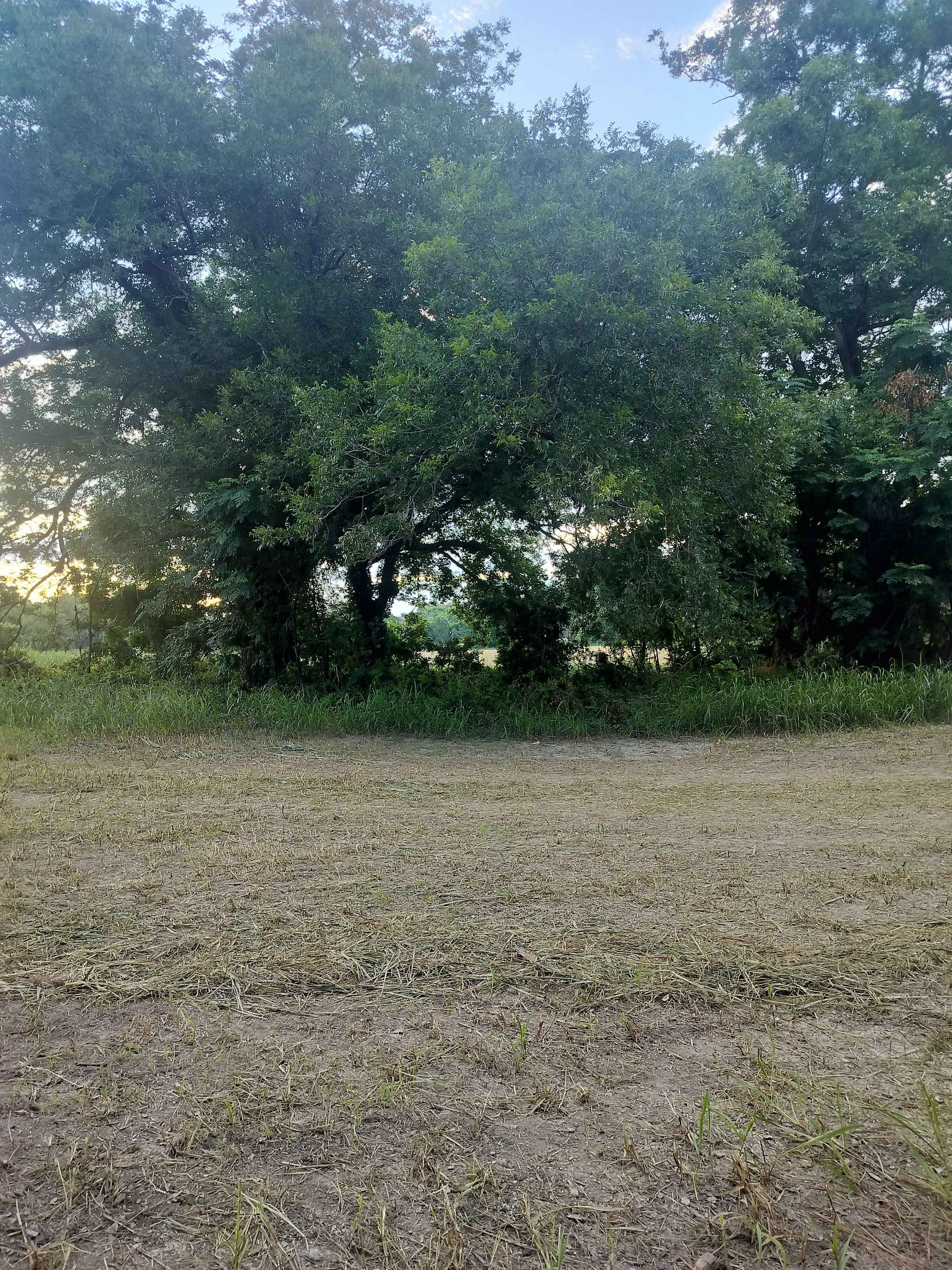  for 512 Land Clearing in Blanco County, TX