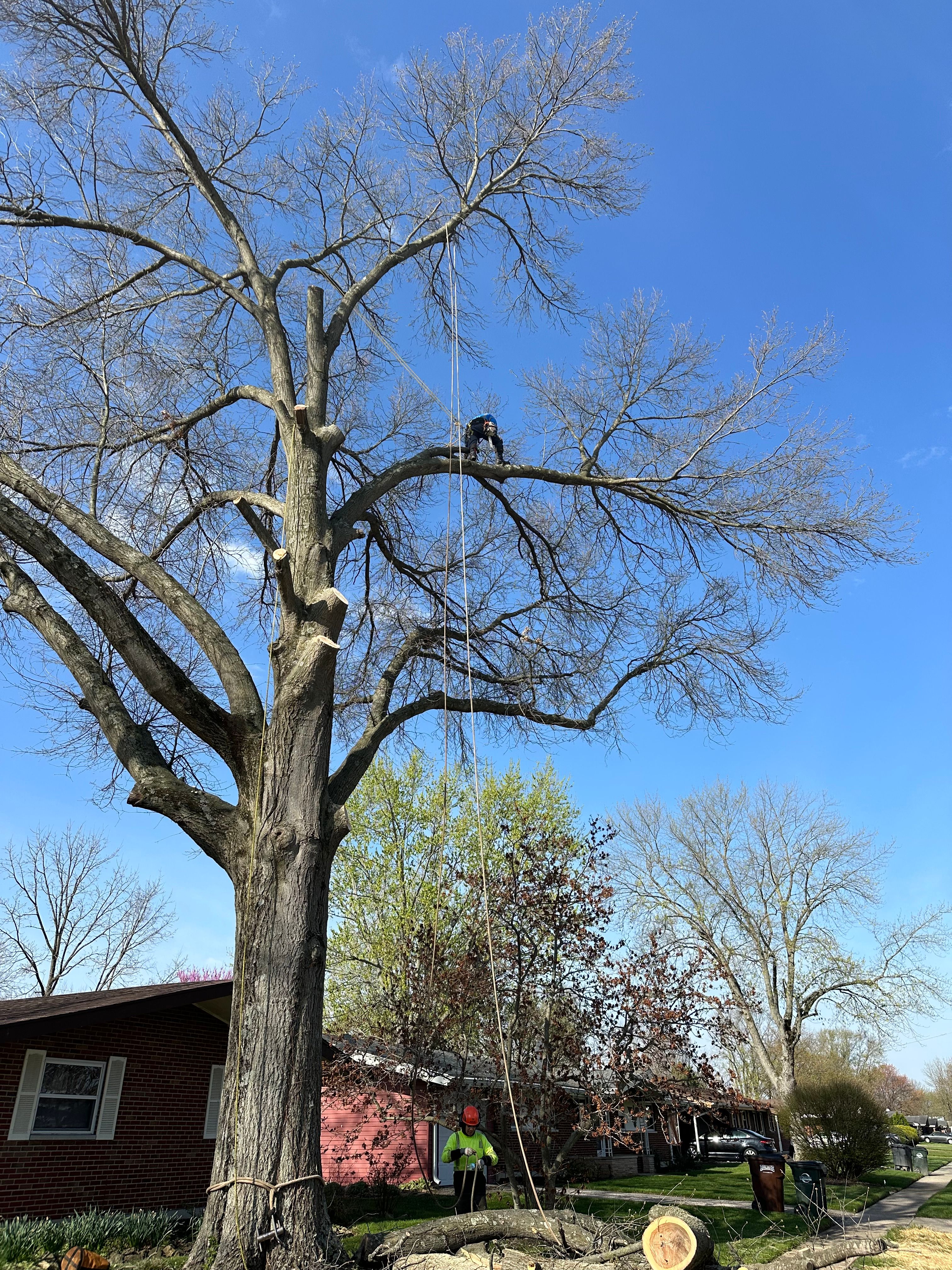 All Photos for Pro Tree Trim & Removal, Llc in Dayton, OH