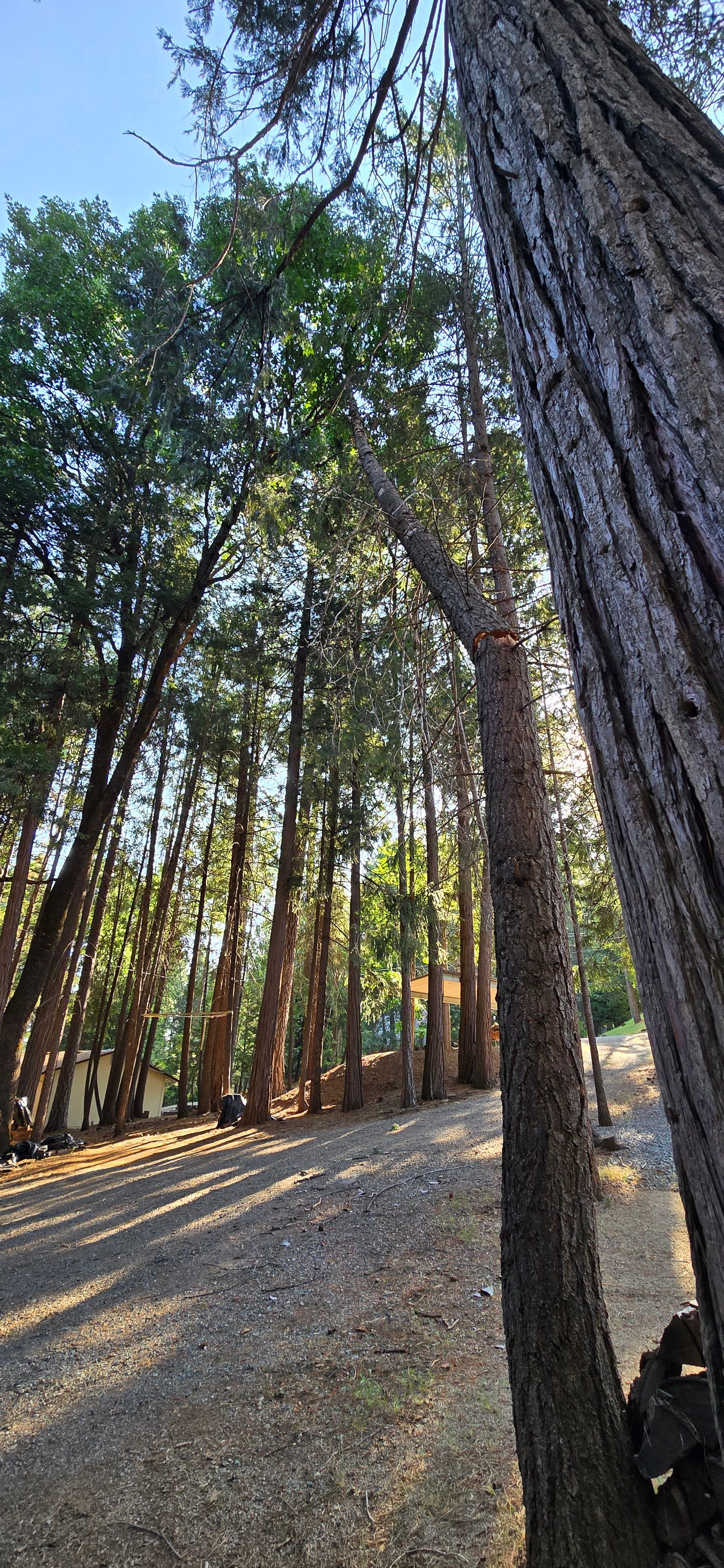 for George Staddan's Professional Tree Care in Placerville, CA