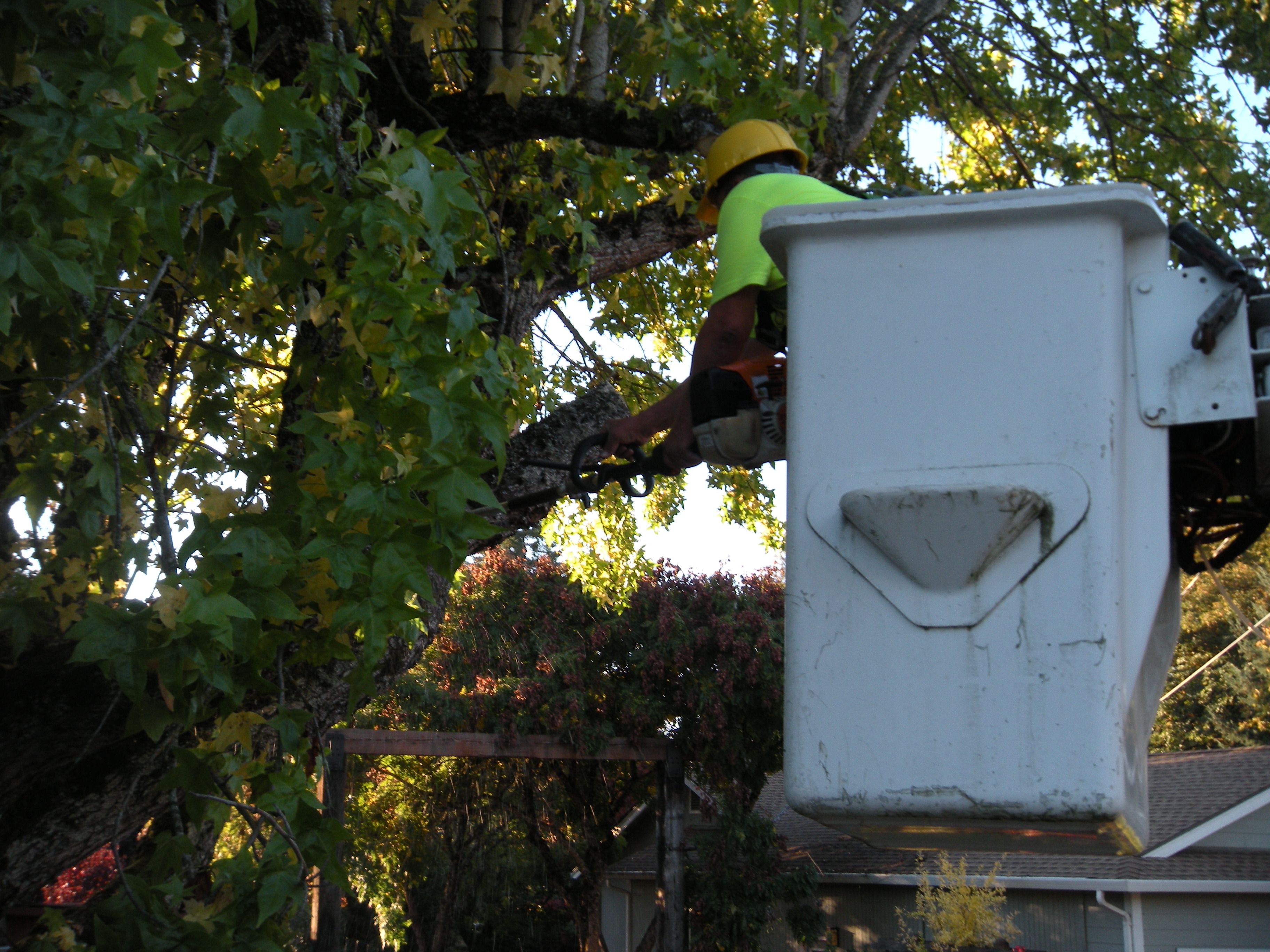 Tree trimming  for Willamette Landscaping and Tree Services in Albany, OR