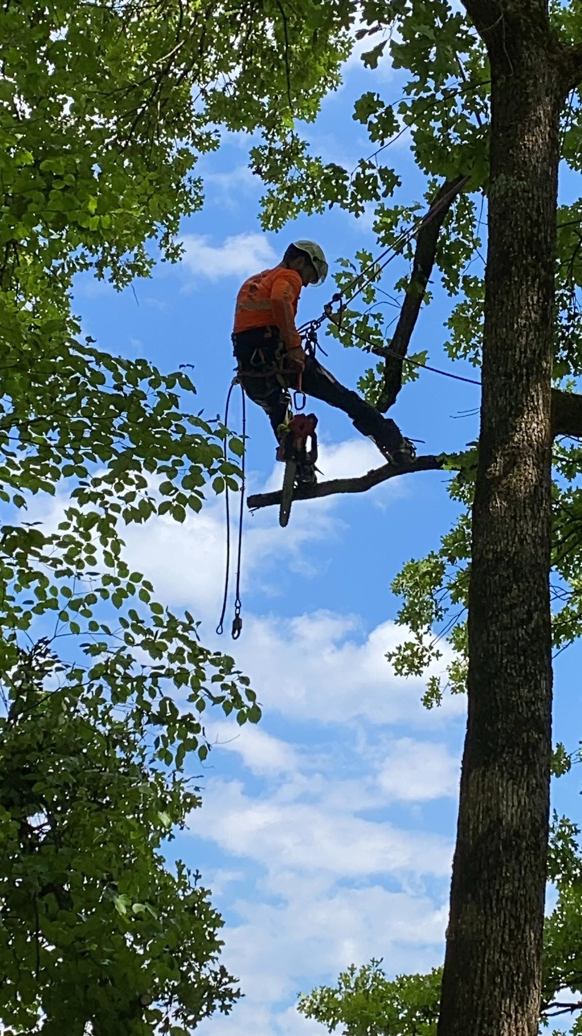  for Brocks Tree Service LLC in Rogersville, TN