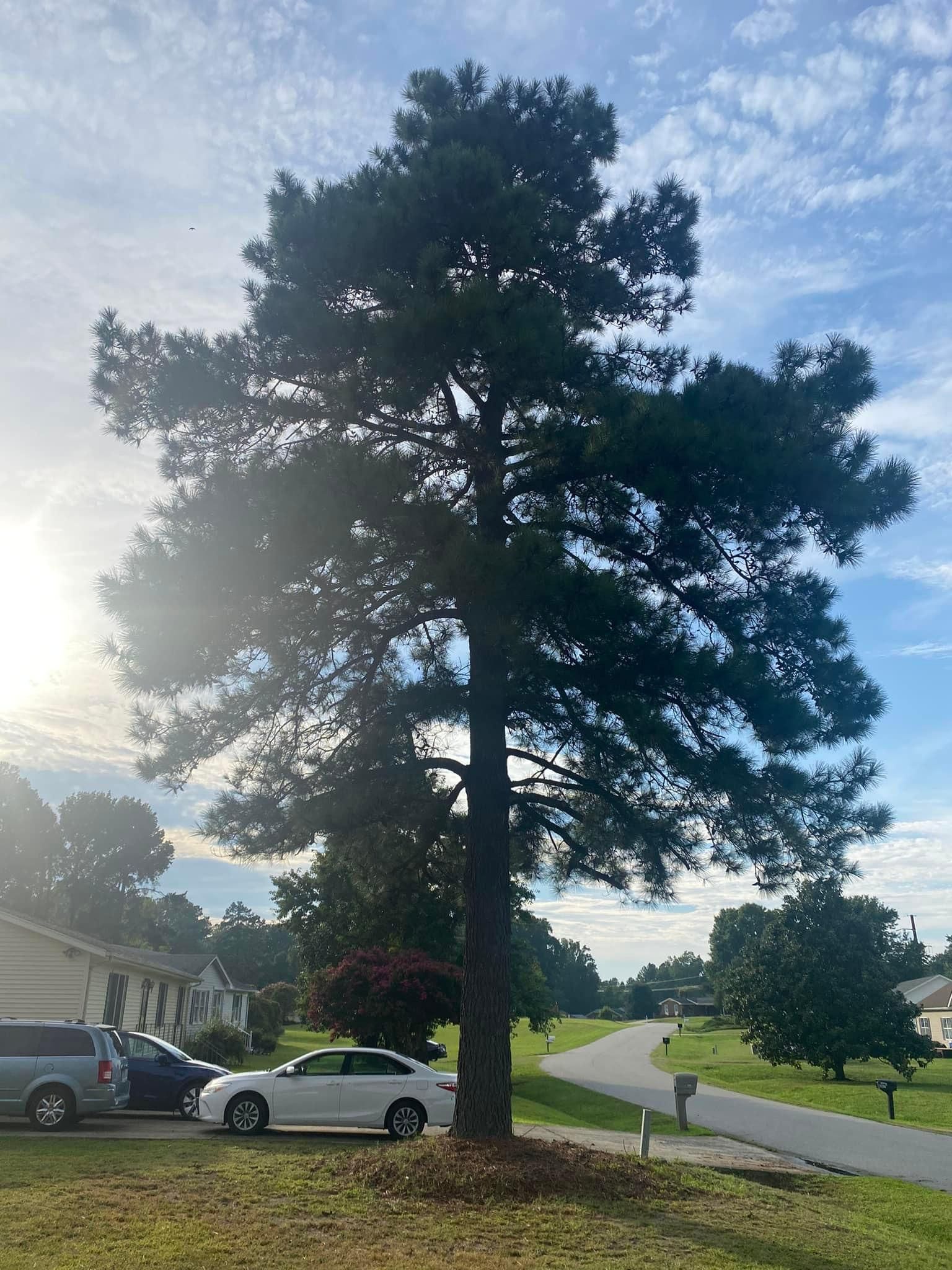  for Ascending Tree Service LLC in Kenbridge, VA