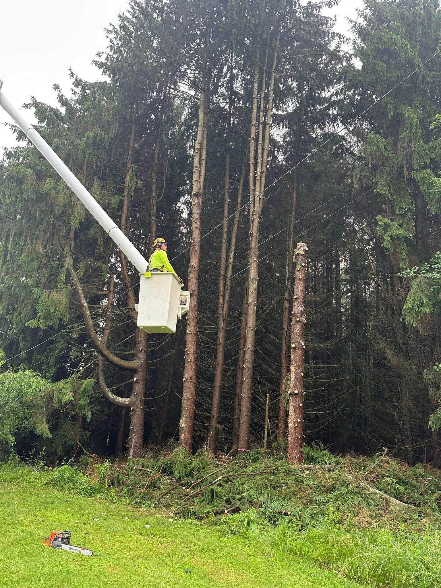  for Mad Tree Service in Cochranton, PA