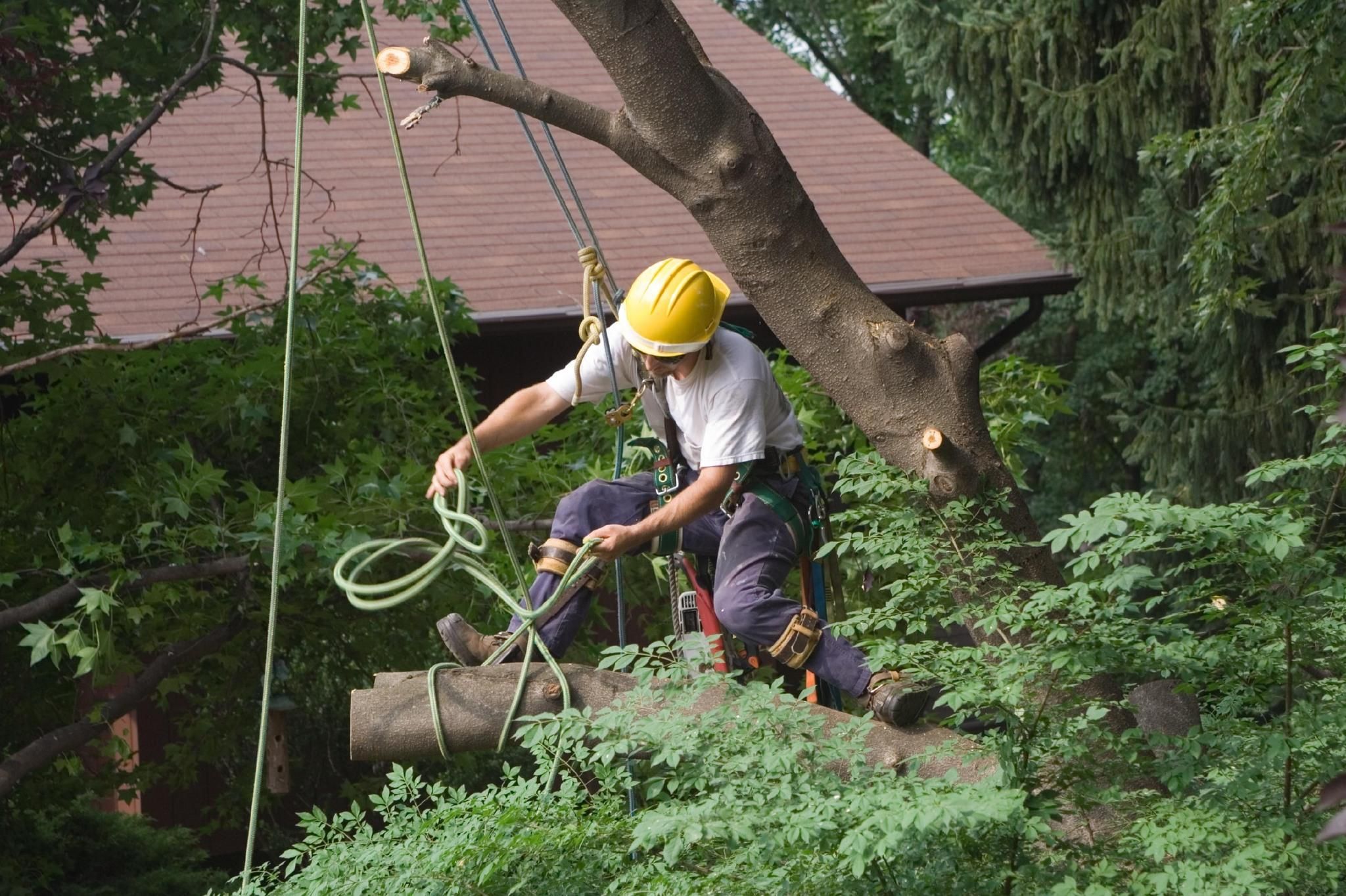  for Tree-B-Gone in Appleton, WI