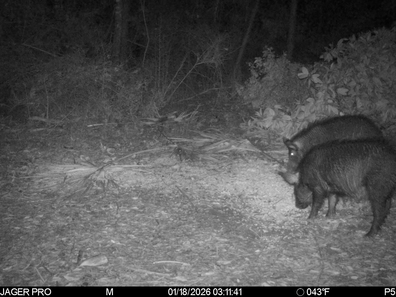  for Havoc Hog Control in Molino, FL