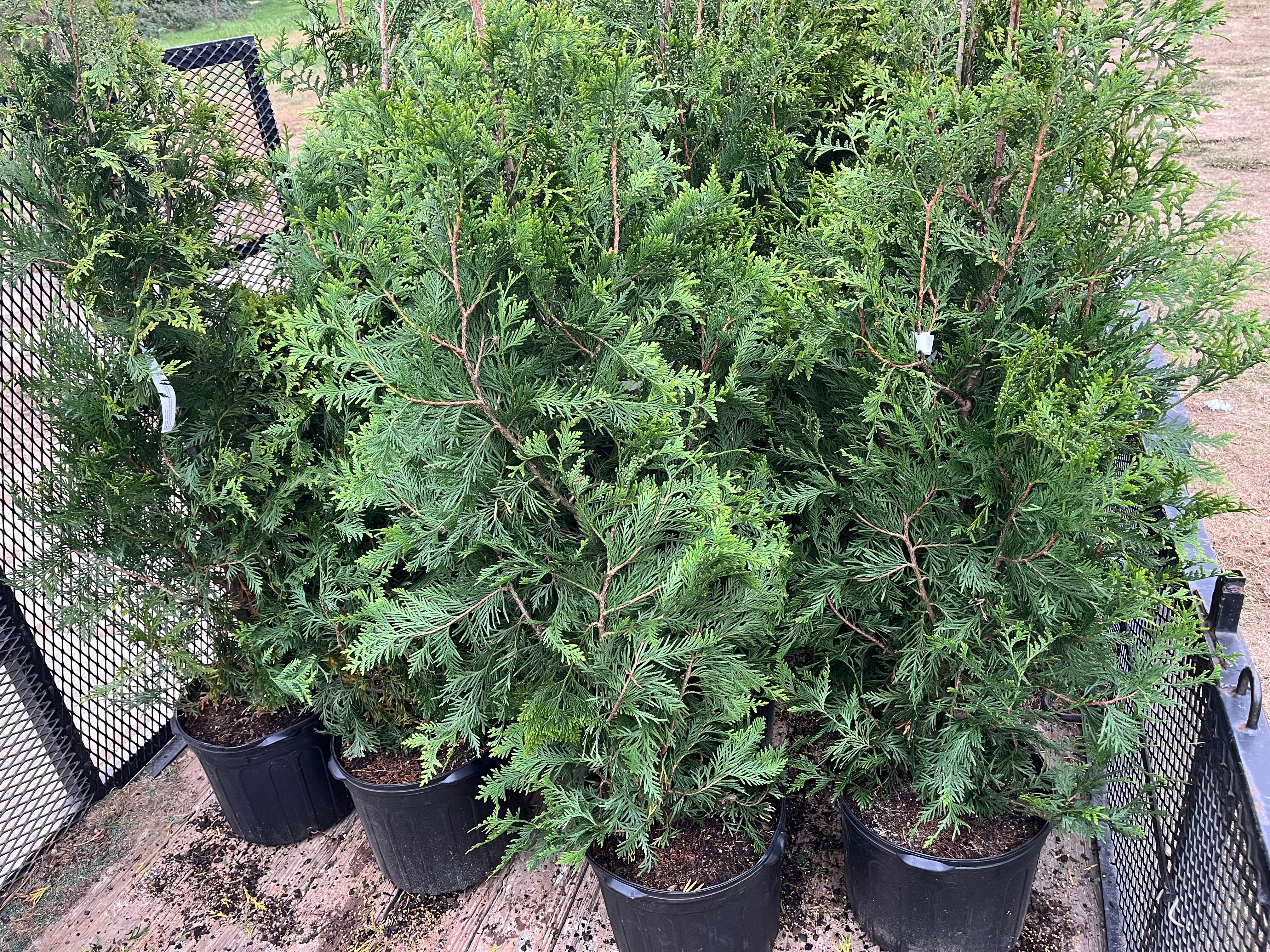  for Atlas Home Services in Mechanicsville, VA