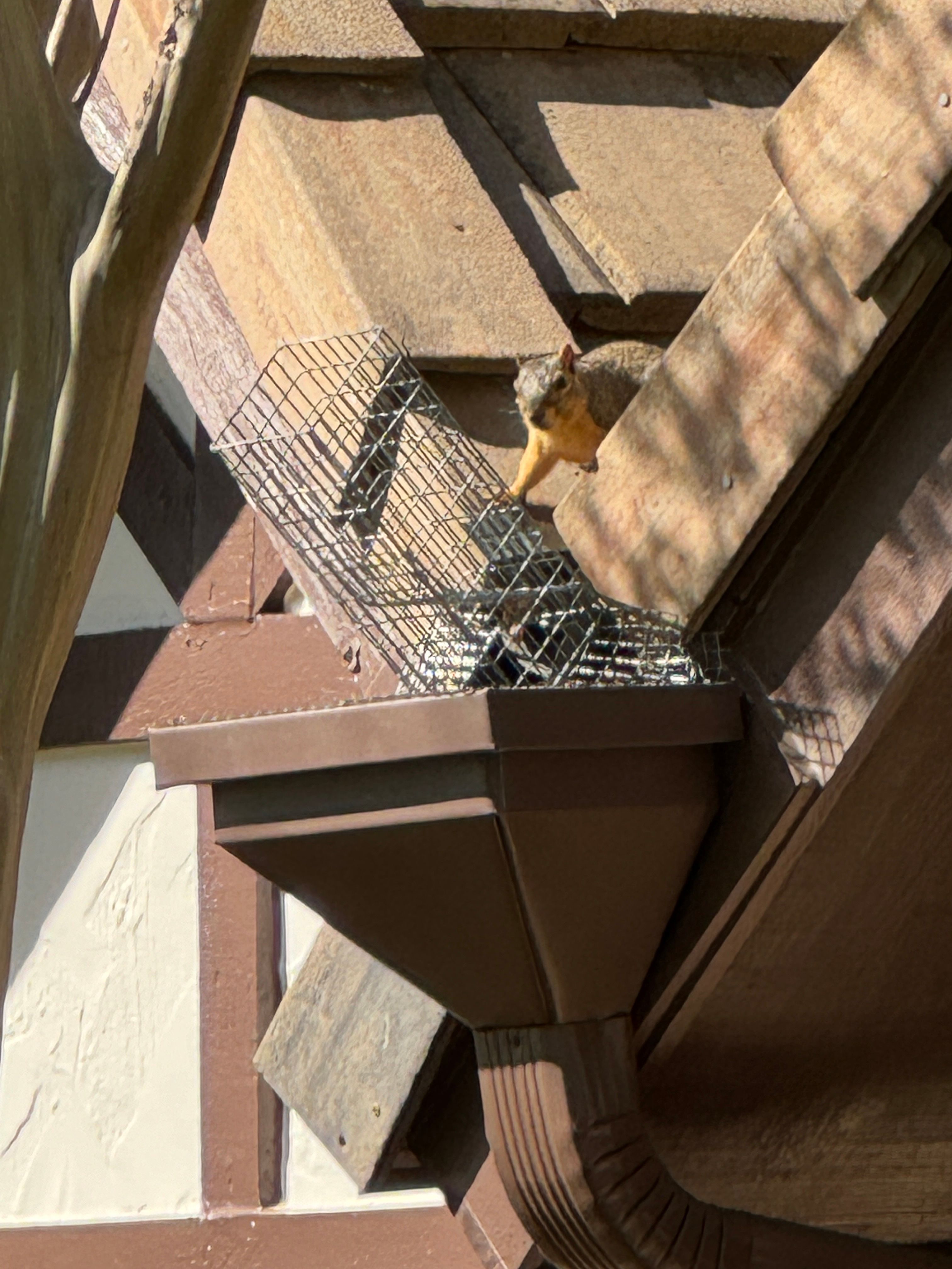 All Photos for The Critter Crew in DFW, TX