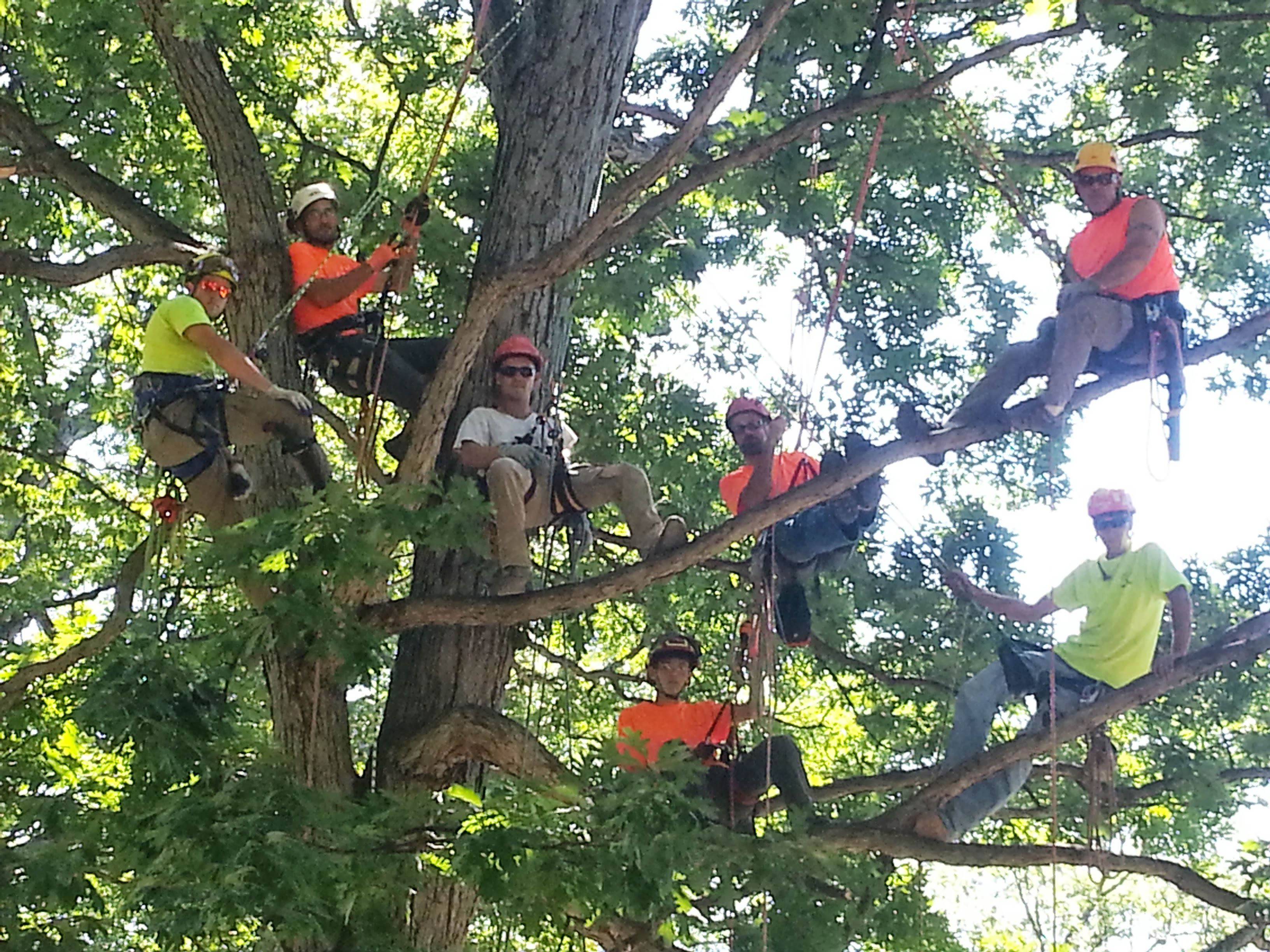  for Advanced Tree Solutions in Rockville, IN