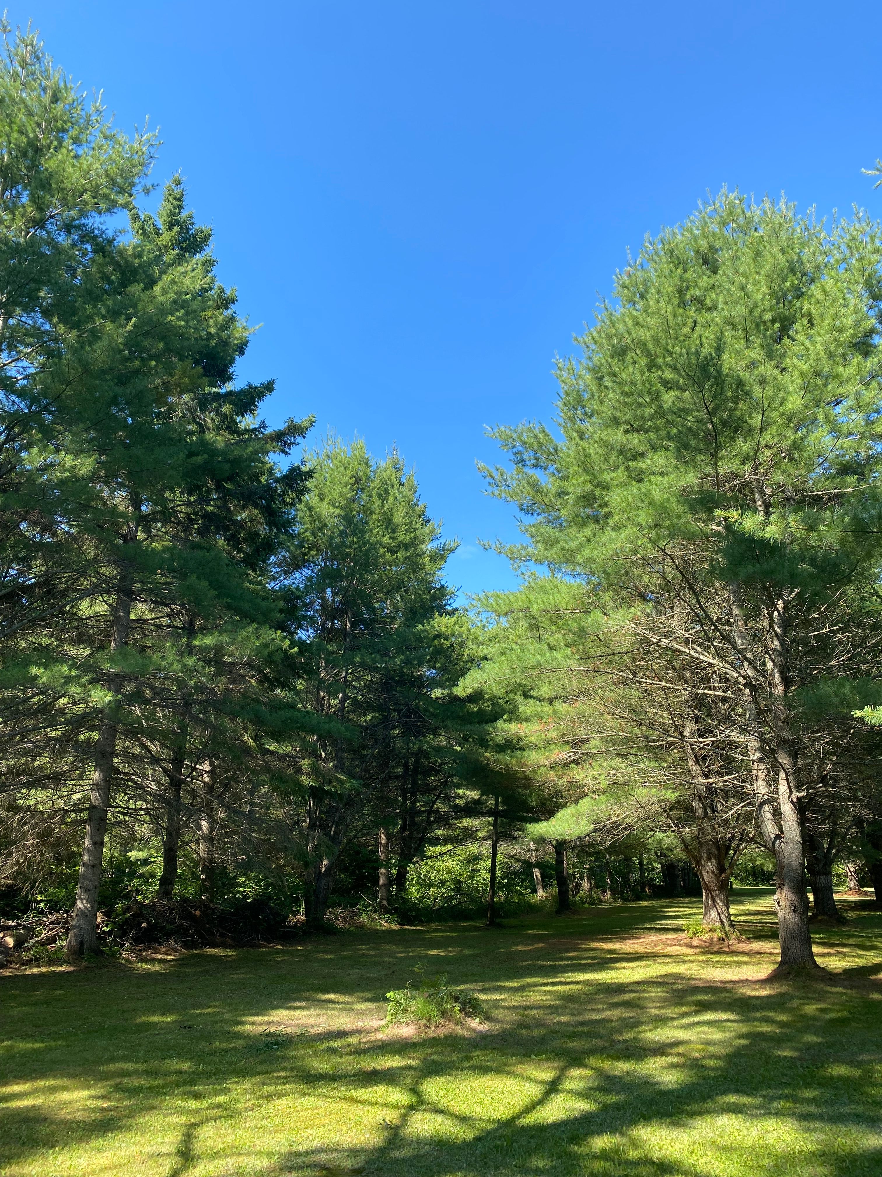 Tree Removal for Bear Creek Tree Service LLC in Rudyard, MI