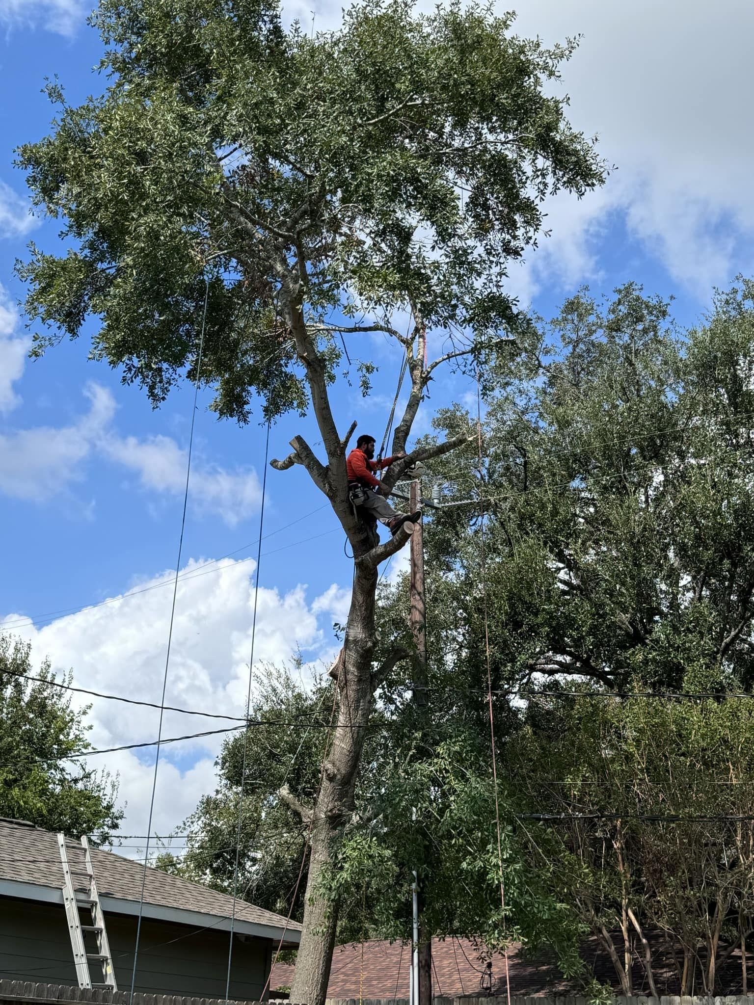  for Servin's Tree Care  in Houston, TX