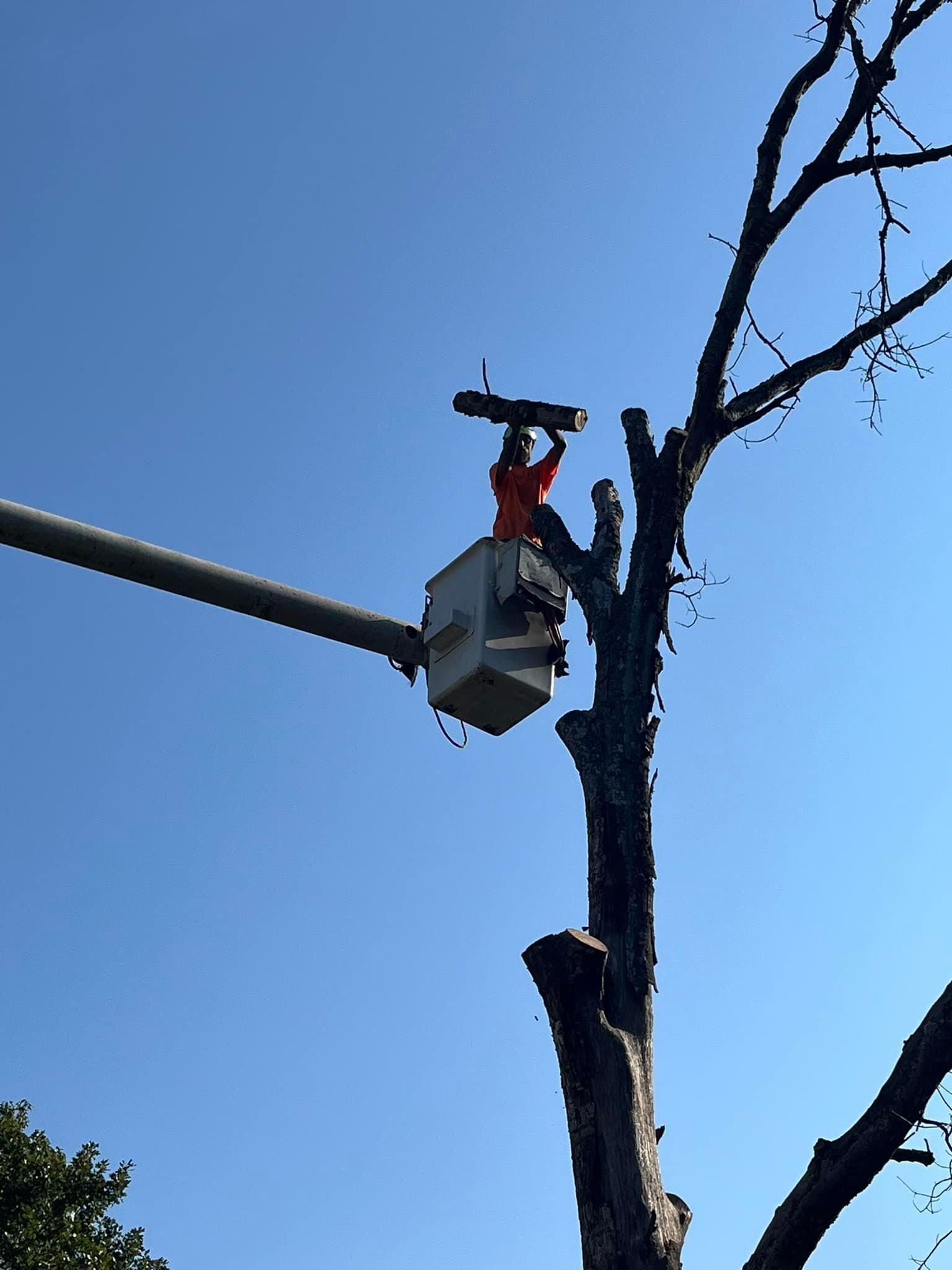  for H n H Tree Service in Taneyville, MO