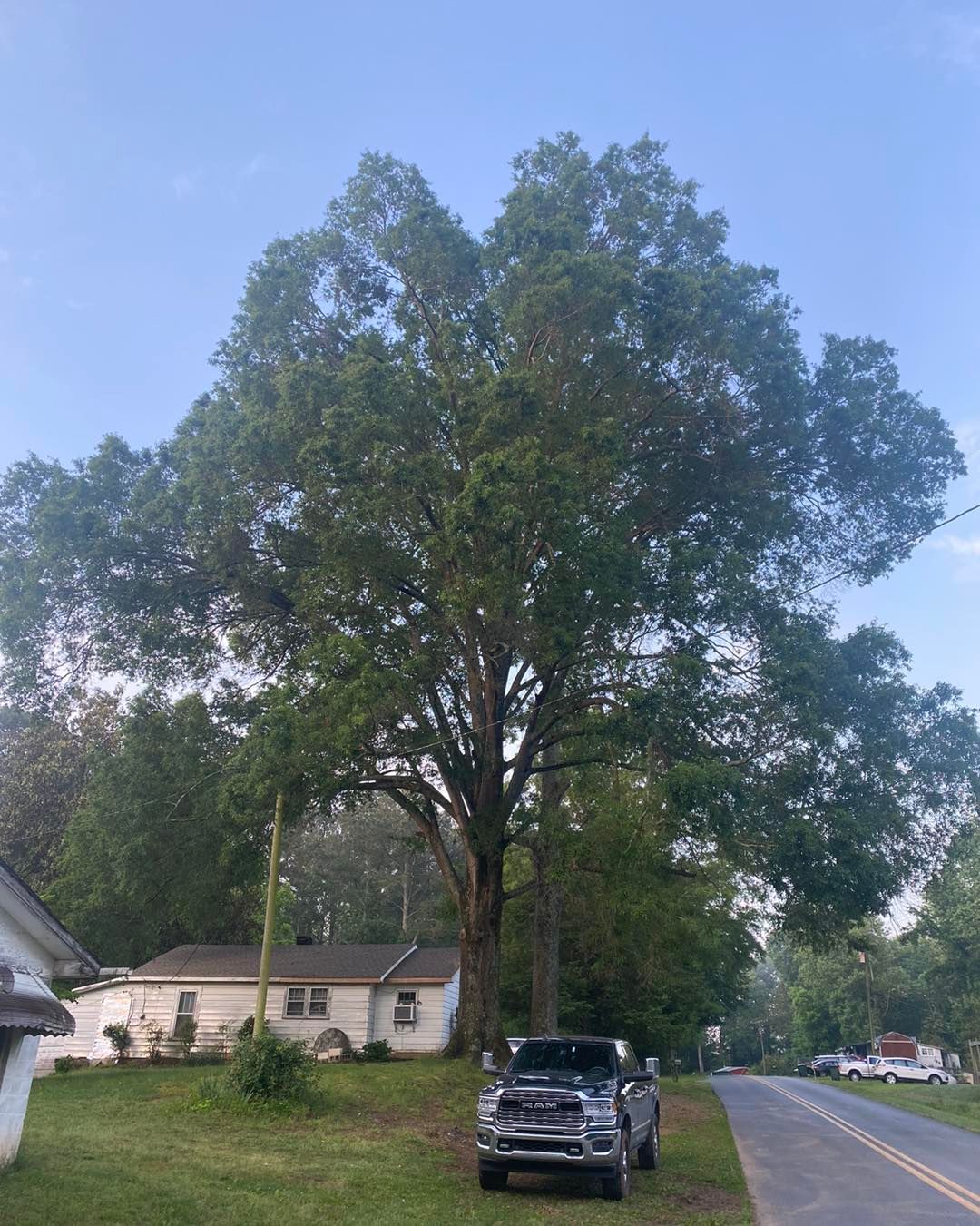 Tree Removal for Pinedown LLC in Cherokee County, GA