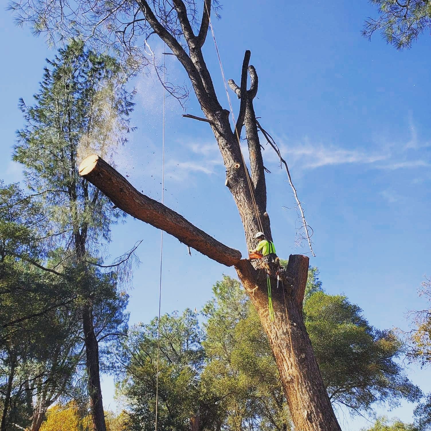  for George Staddan's Professional Tree Care in Placerville, CA