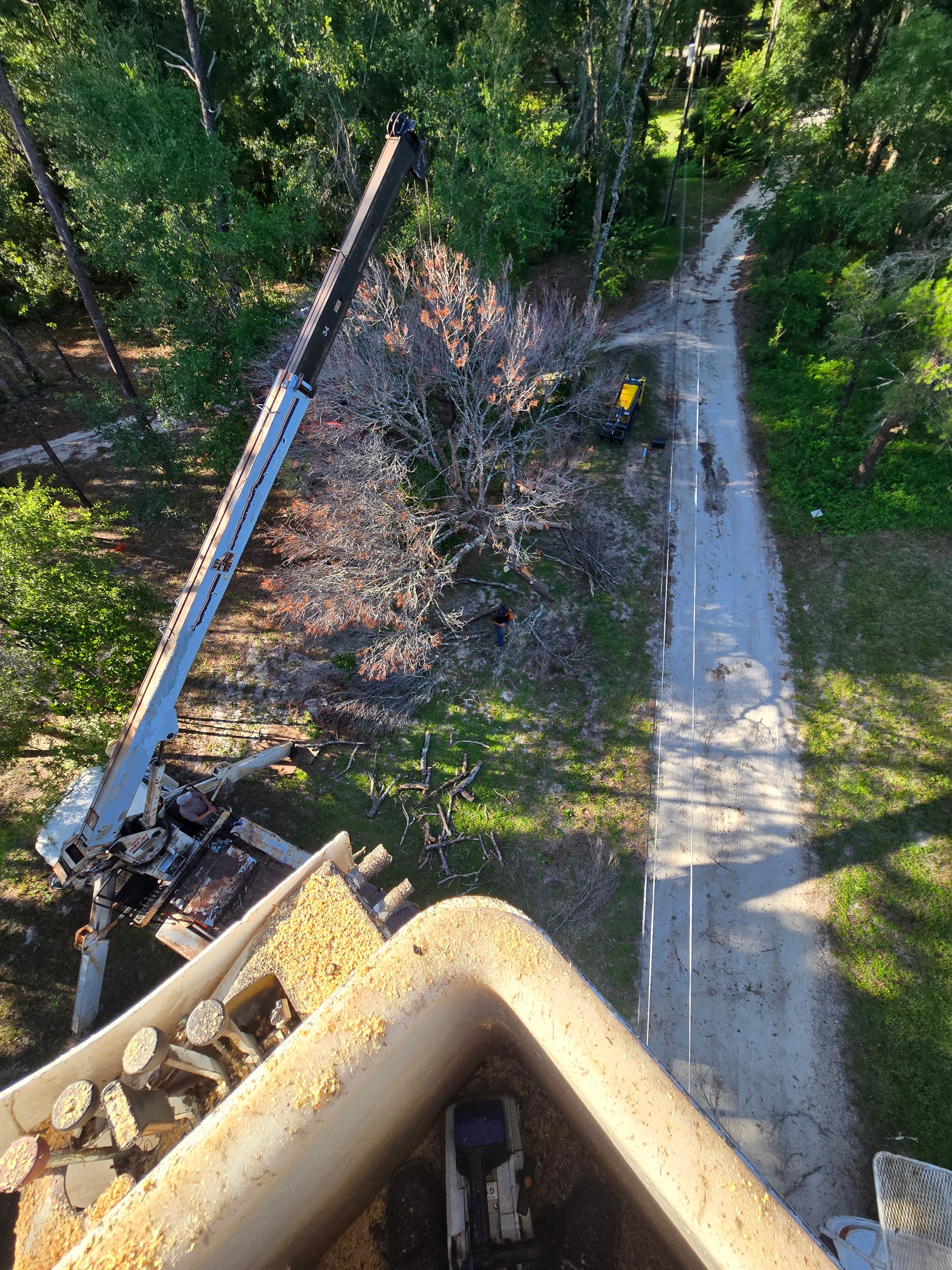 All Photos for Near Me Tree Service, Inc. in DeLand, FL