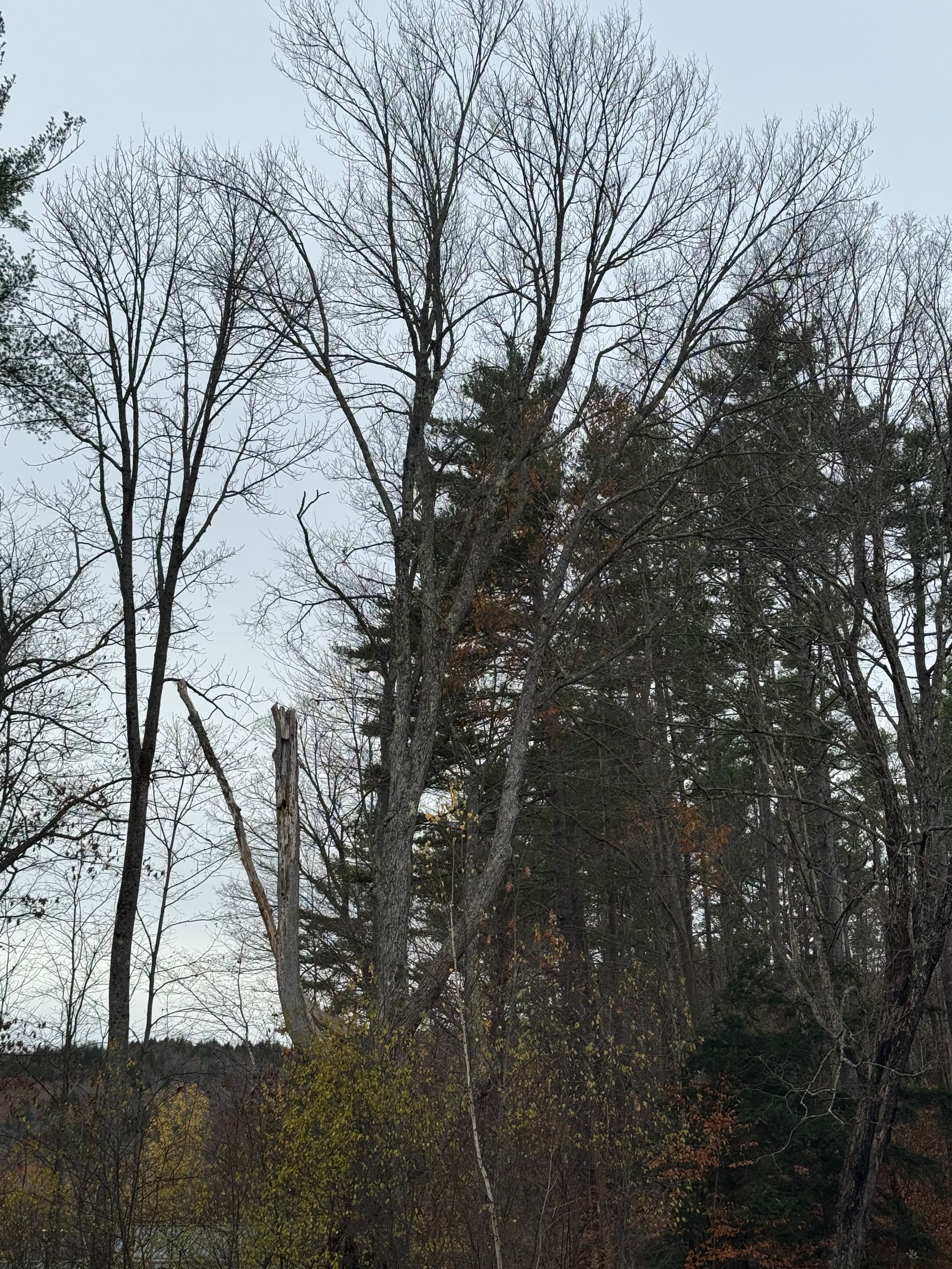  for Clifford’s Quality Tree Care & Landscaping in Enfield, NH