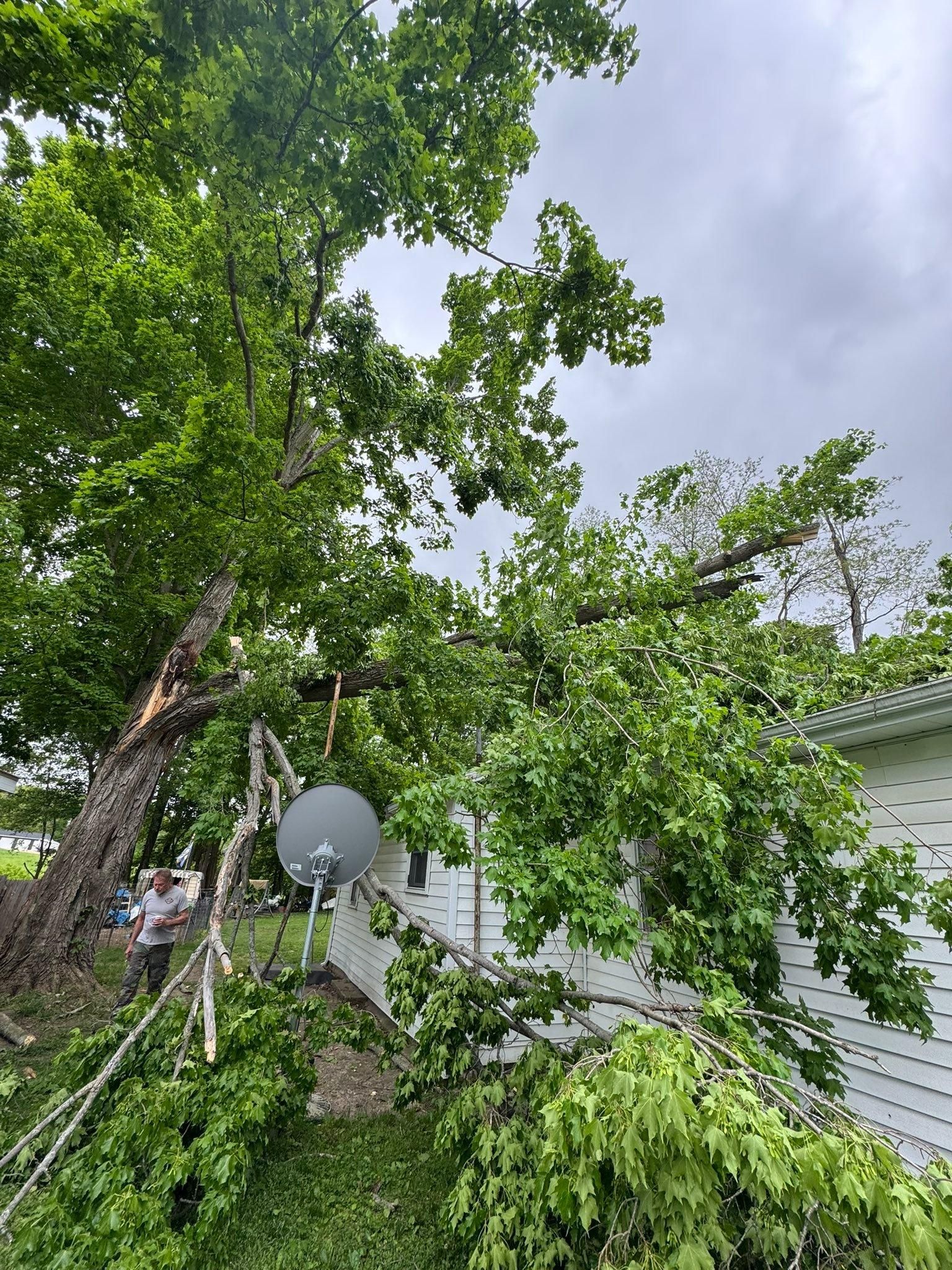  for Branching Out Tree Service in Hastings, MI