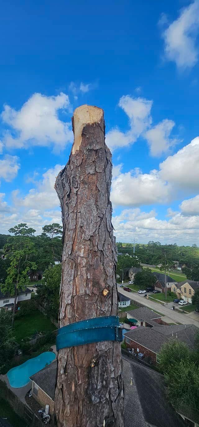  for Servin's Tree Care  in Houston, TX