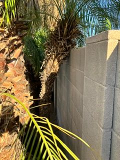  for Patriot Tree Service in Mesa, AZ