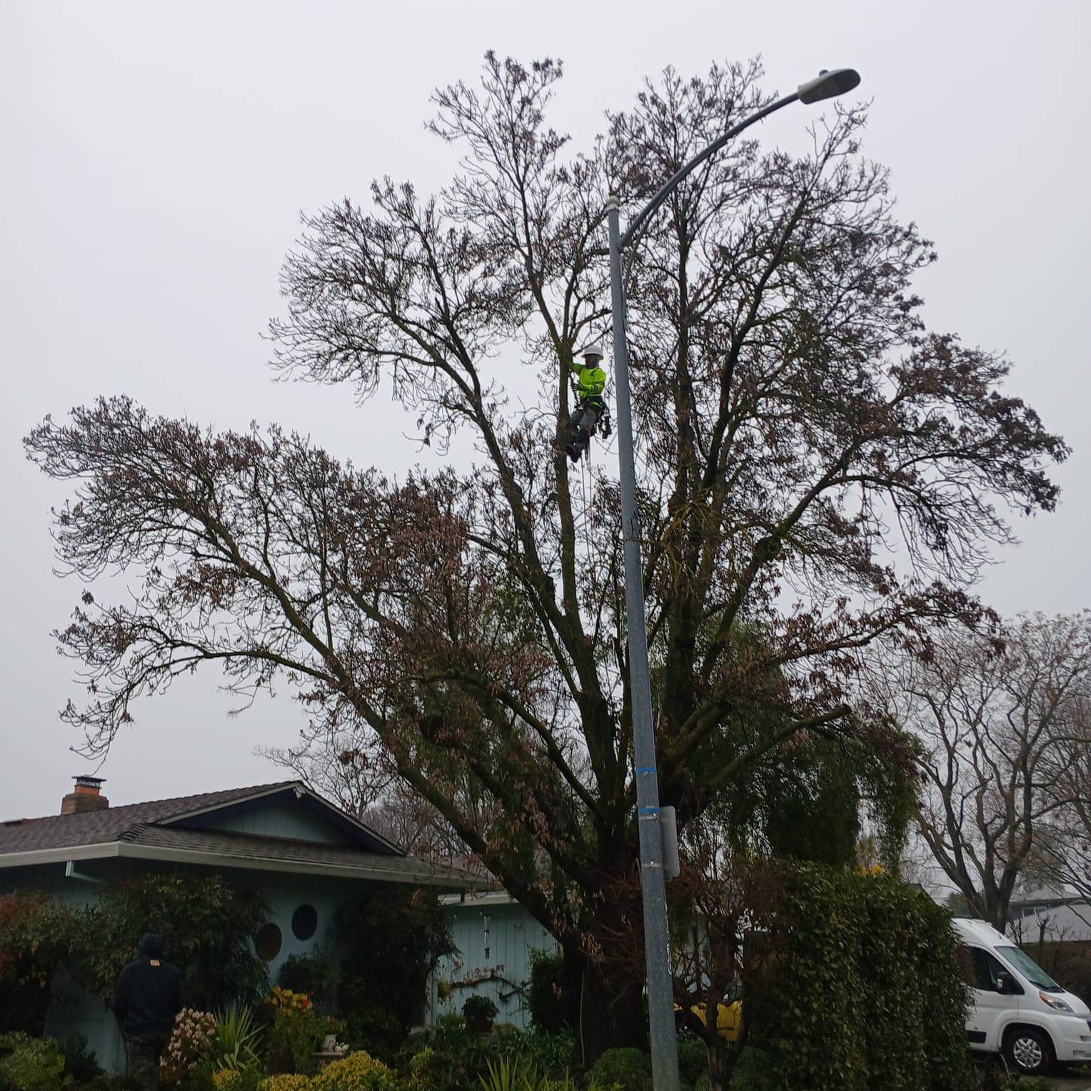 Tree Removal for Sammy's Tree Services in Rancho Cordova, CA