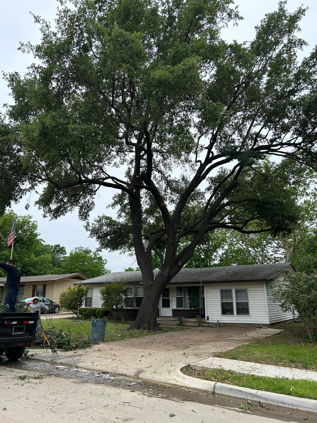  for Muniz Tree Service in North Richland Hills, TX