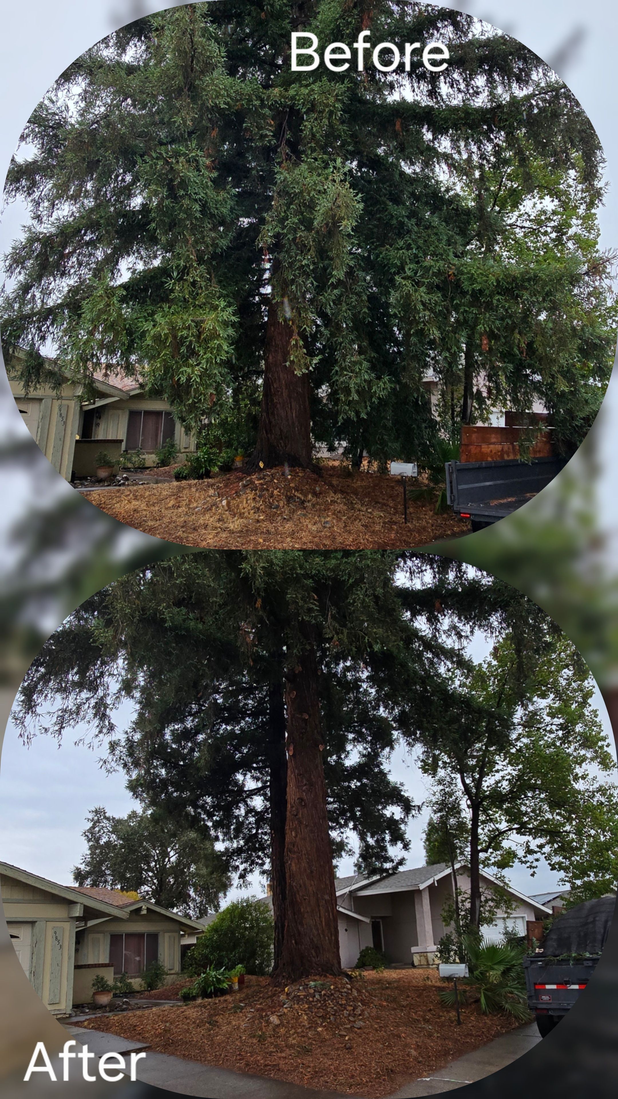  for George Staddan's Professional Tree Care in Placerville, CA