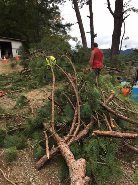  for Ground To Sky Tree Care in Asheville, North Carolina