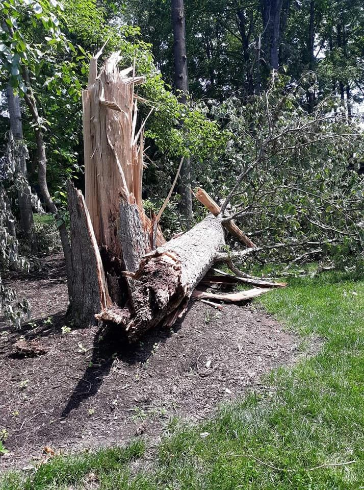 Tree Removal for Mario's Tree Service in Richmond, VA