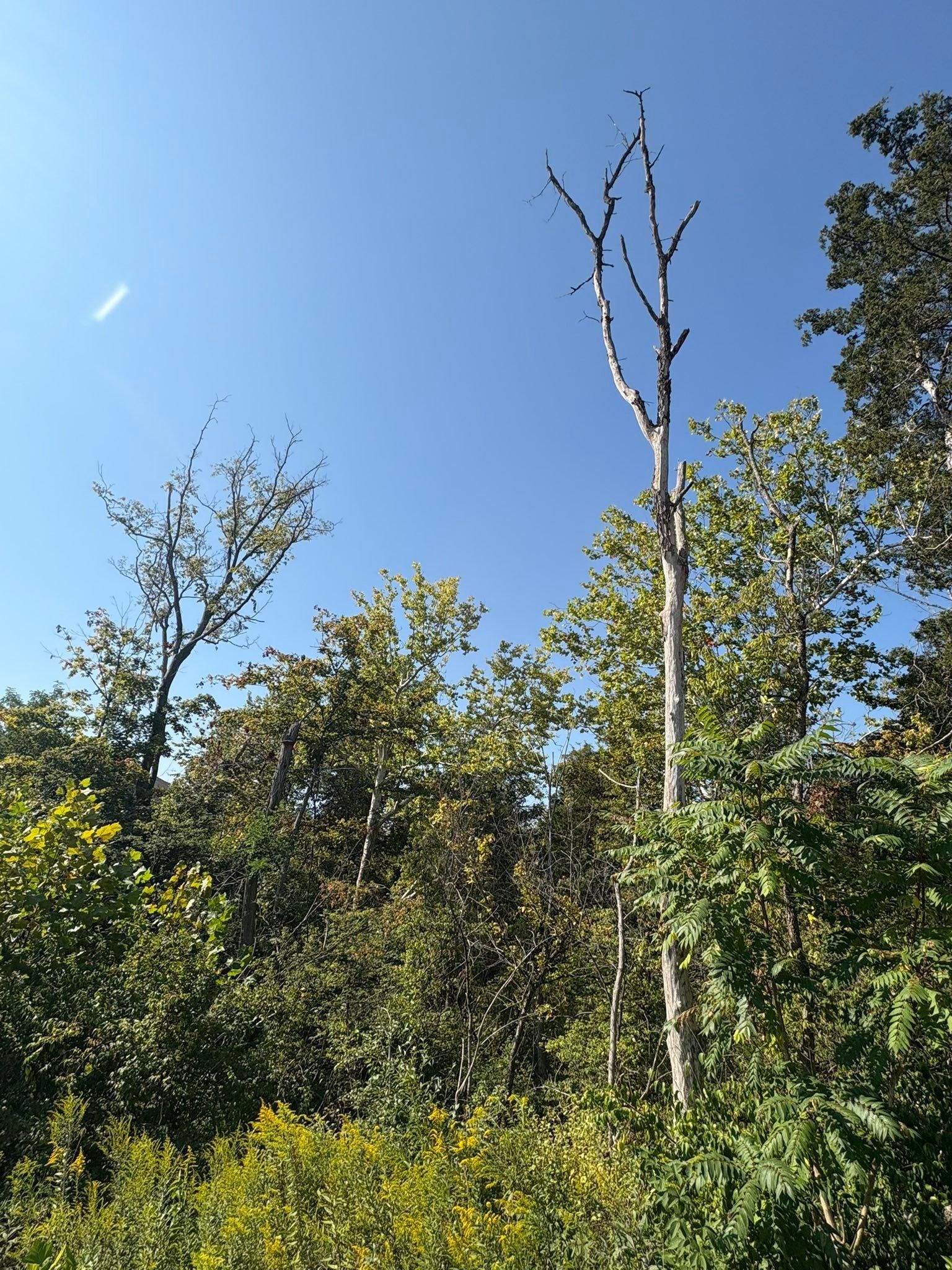  for Dig-It Tree Company in , 