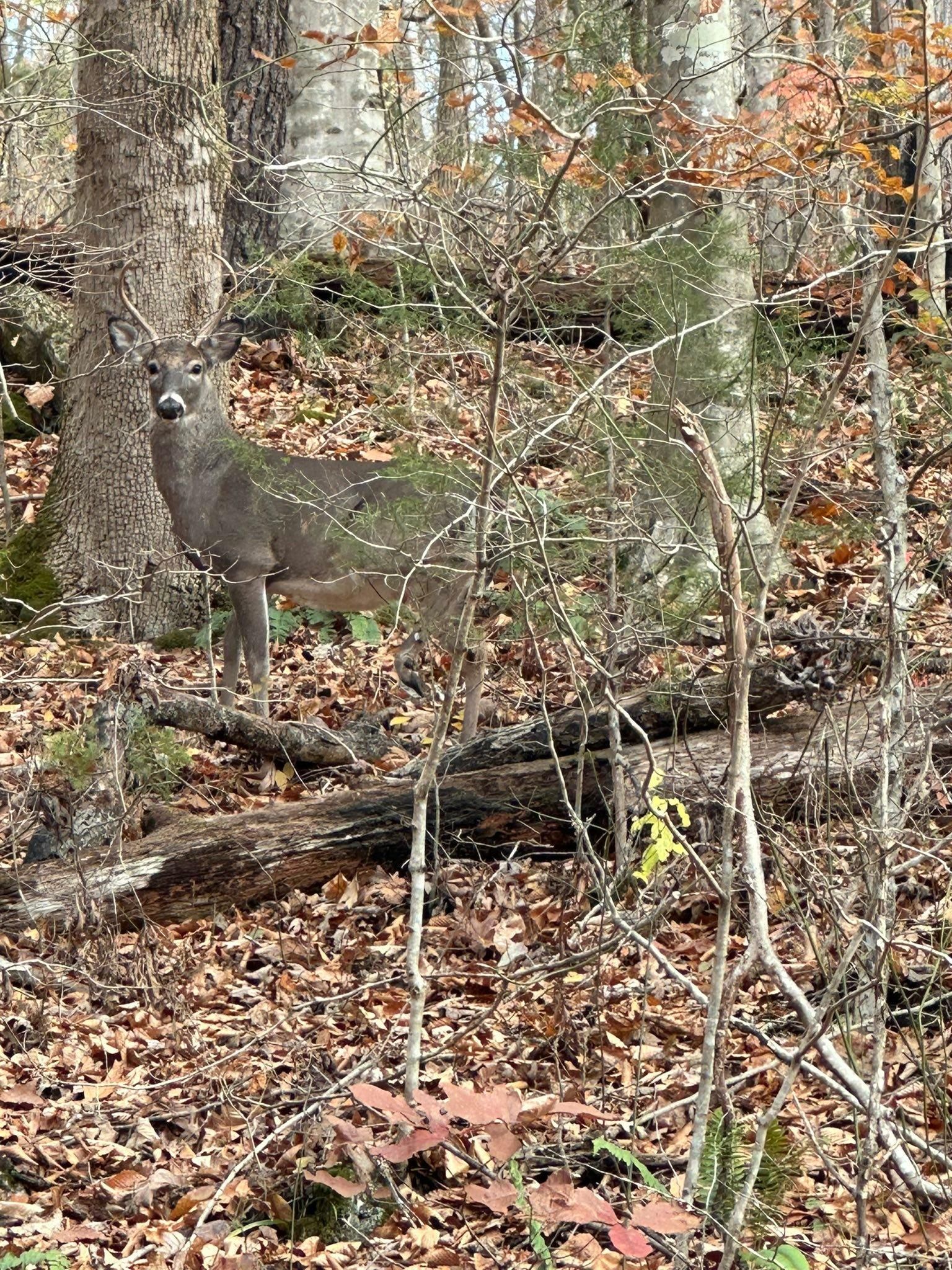  for Excavation Innovations in Rogersville, TN