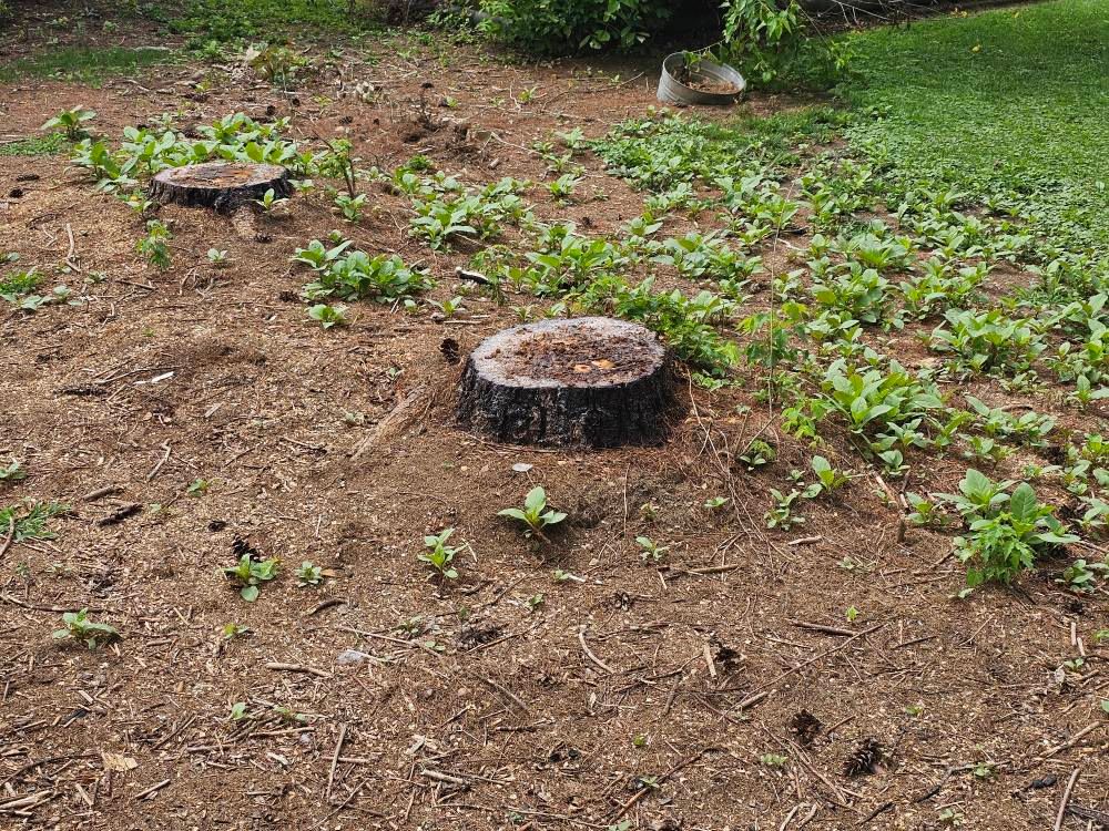  for I and R Stump Grinding in Thornville, OH