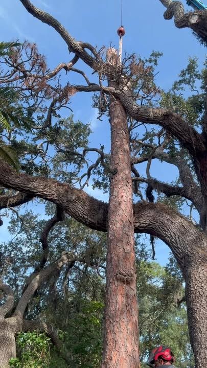  for Damian’s Tree Care in Sarasota, FL