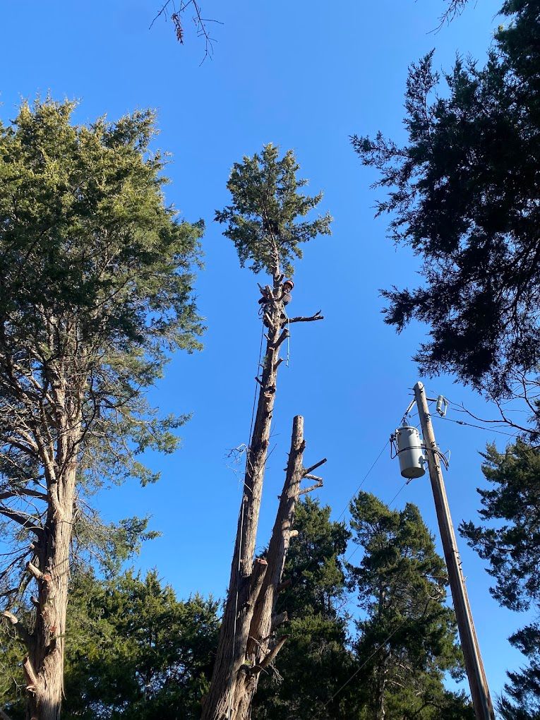  for Imber’s Tree Service LLC in Arlington, TX