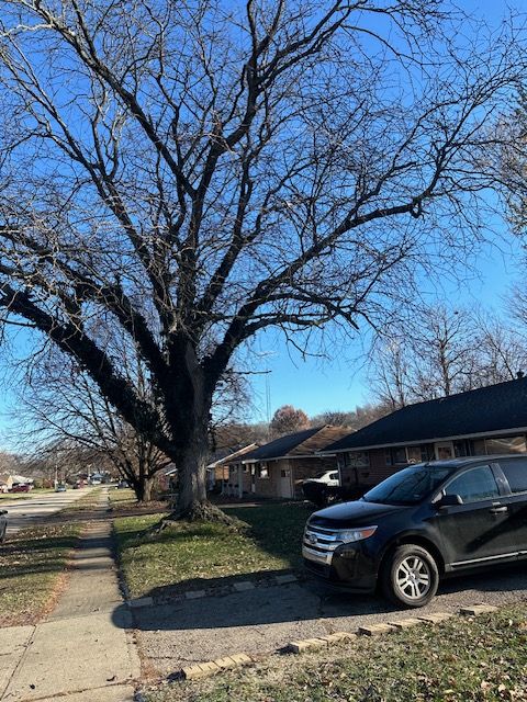 Tree Removal for Pro Tree Trim & Removal, Llc in Dayton, OH