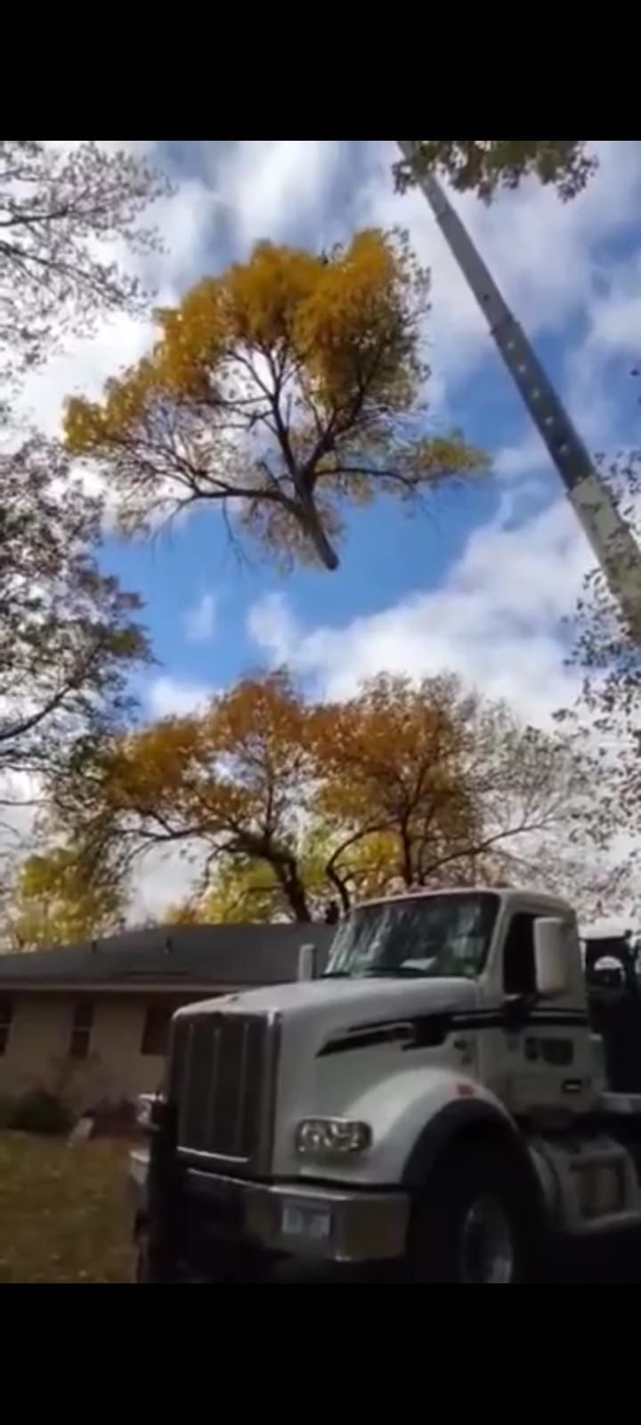 Tree Removal for Buffalo Family Tree Care in Buffalo, MN