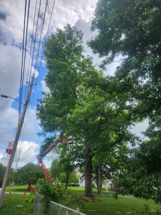  for Lawn Ranger Yard And Tree Service LLC in Ottumwa, IA