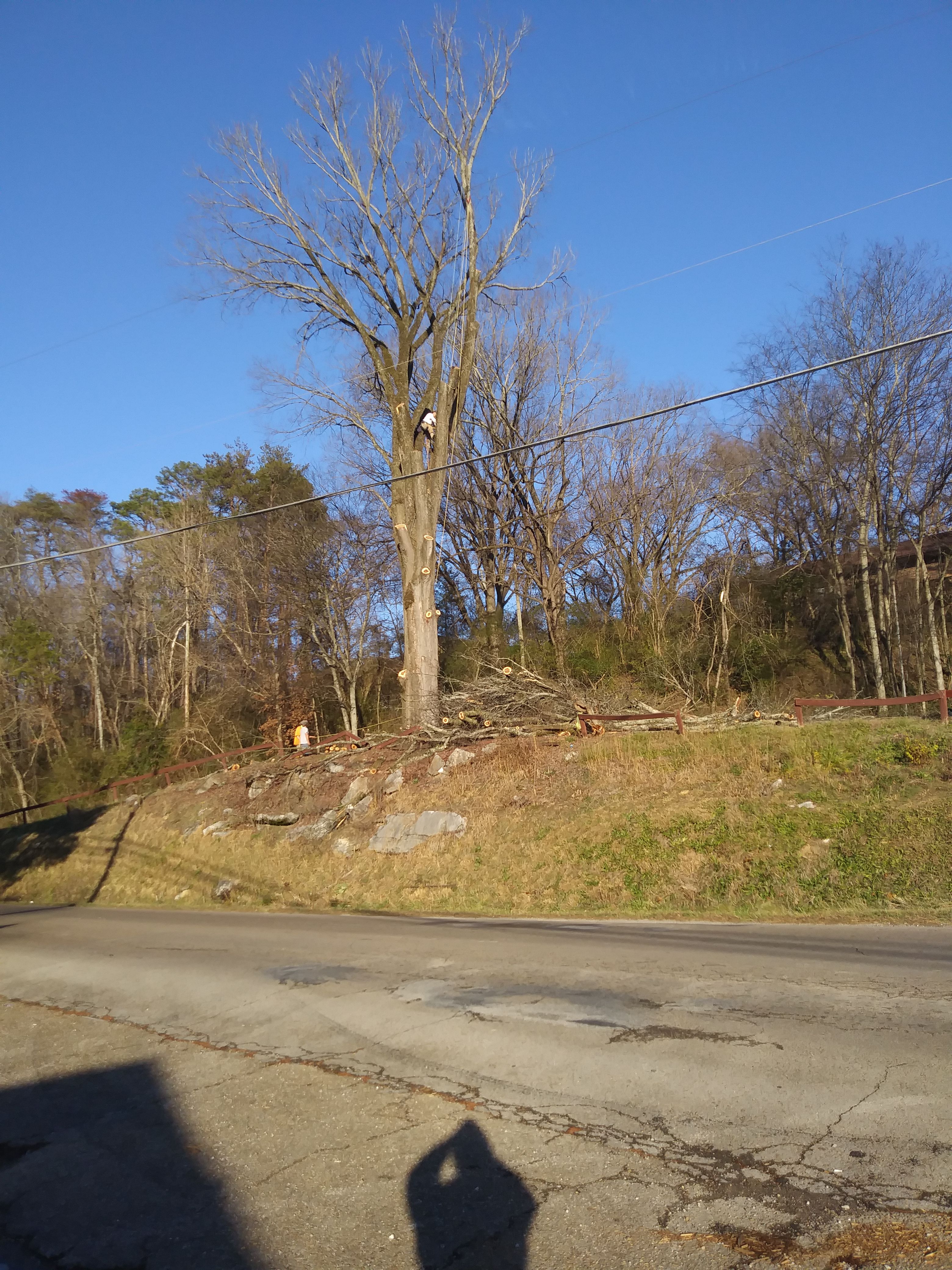  for Professional Tree Service USA in Chattanooga, TN