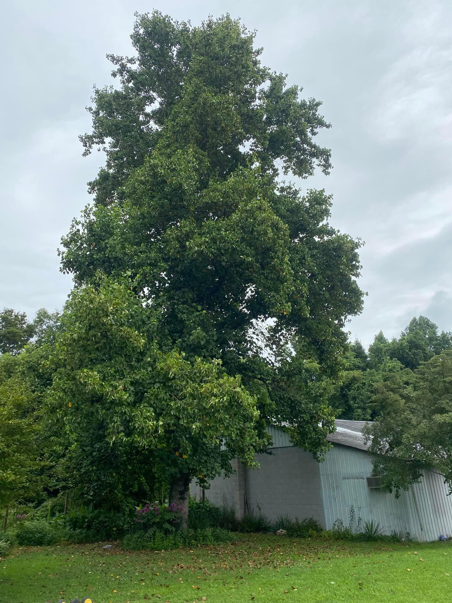 All Photos for Atwood’s Tree Care in Liberty,  KY